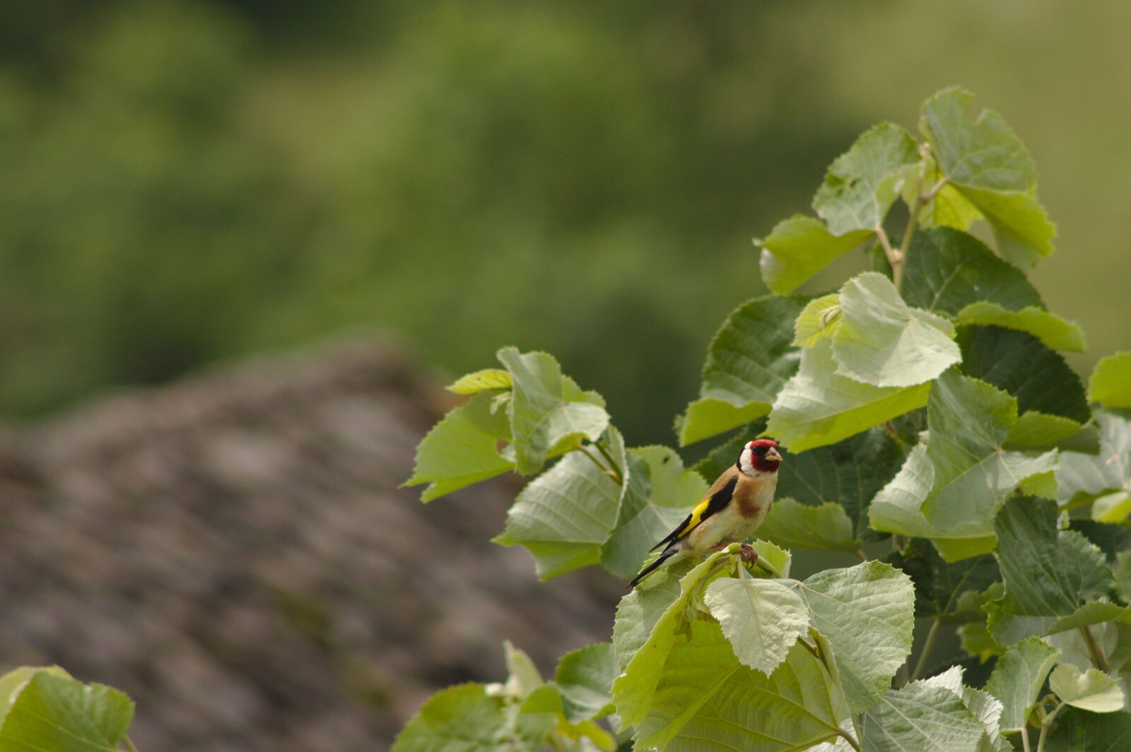Canon EOS 1100D (EOS Rebel T3 / EOS Kiss X50) sample photo. Goldfinch, birds, aveyron photography