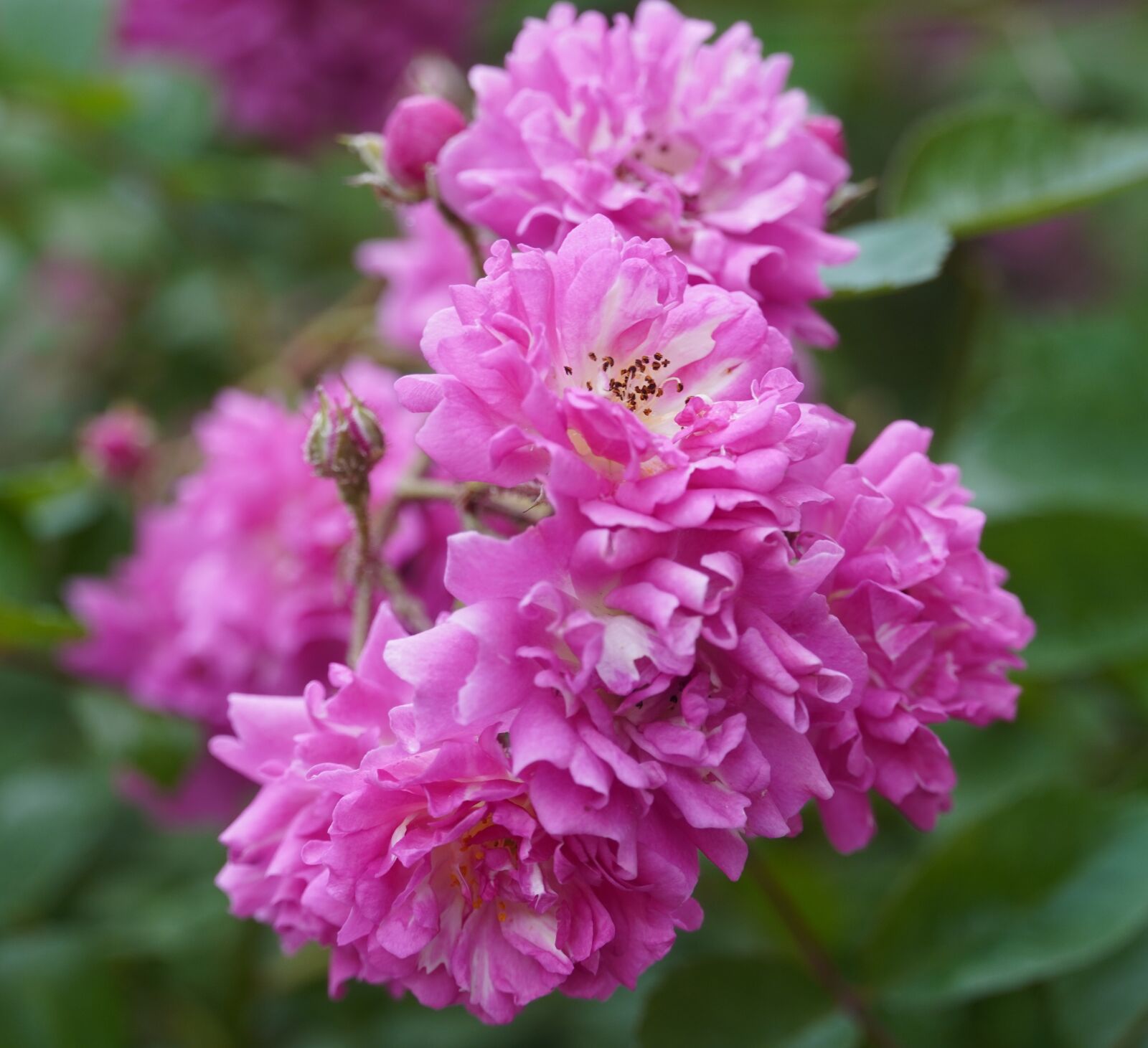 Sony a6400 sample photo. Peony, pink, blossom photography
