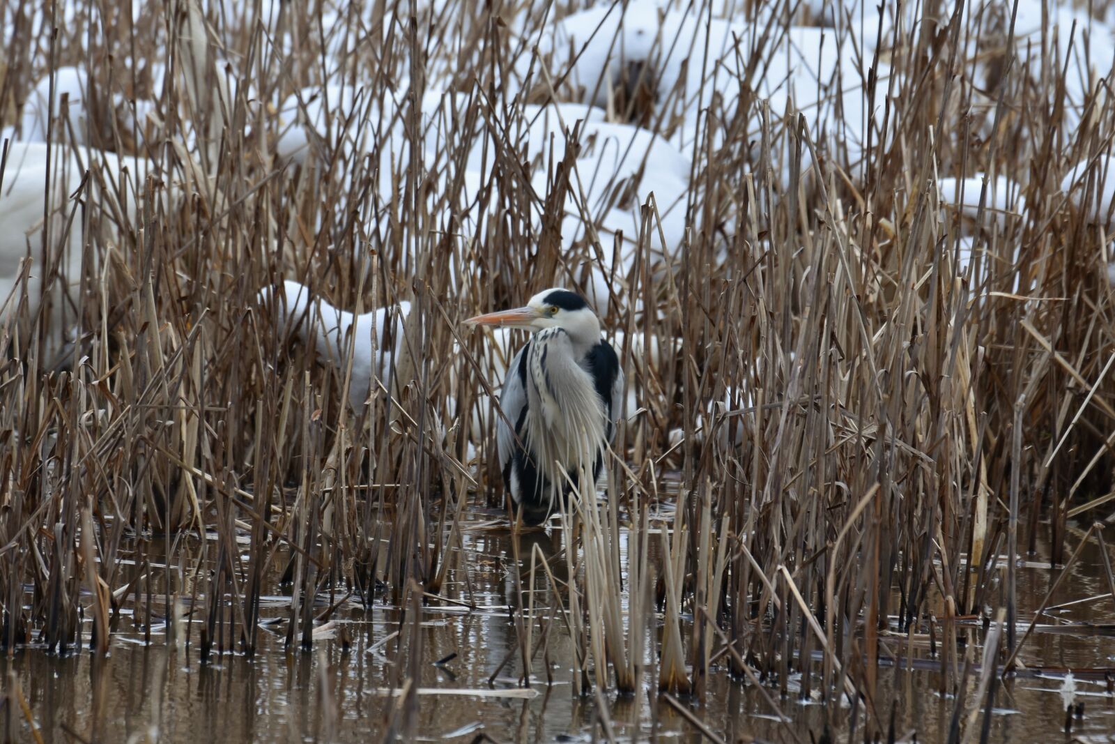 Nikon D7200 sample photo. Animal, lake, waterside photography