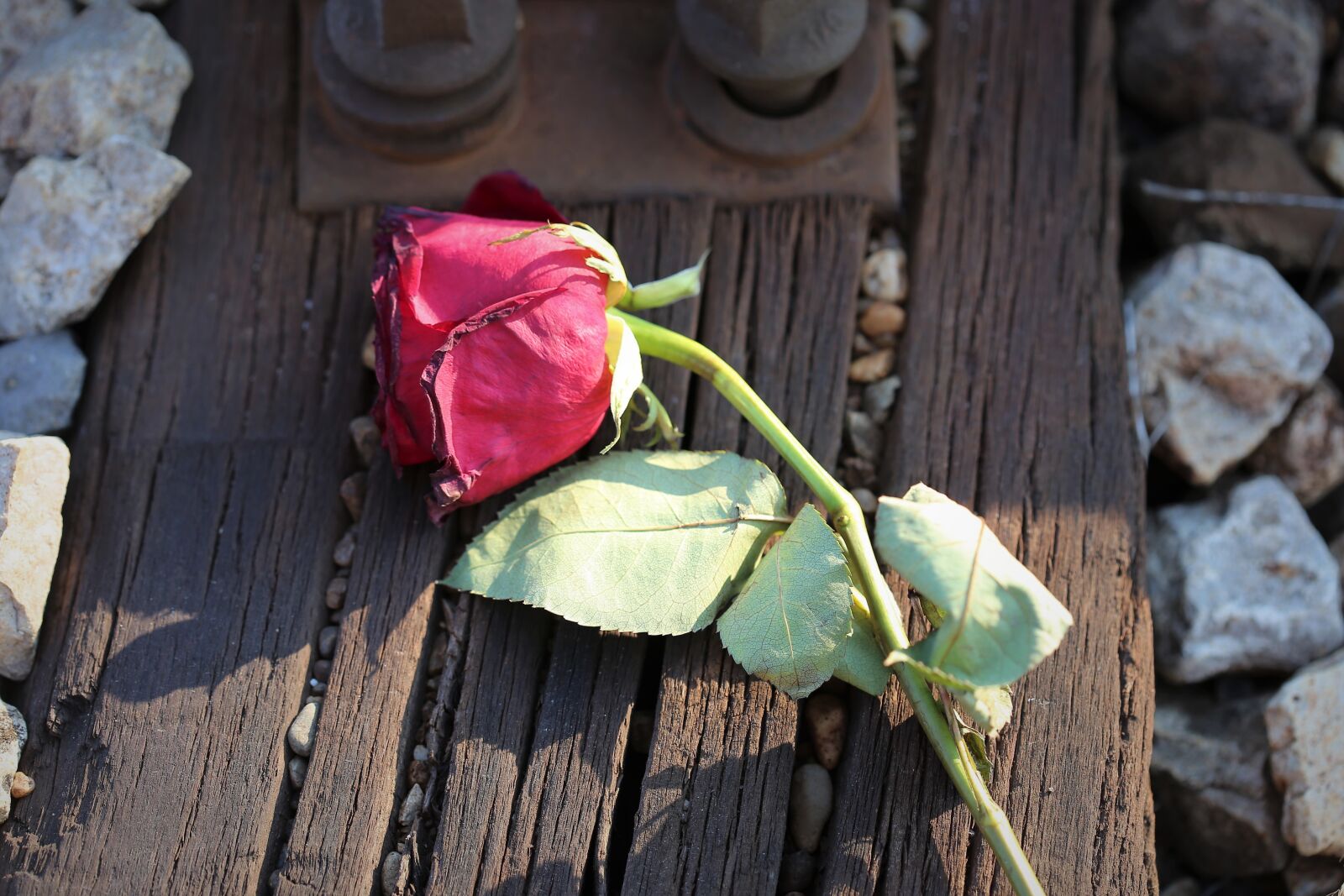 Canon EOS 6D + Canon EF 100mm F2.8 Macro USM sample photo. Dry red rose, railway photography