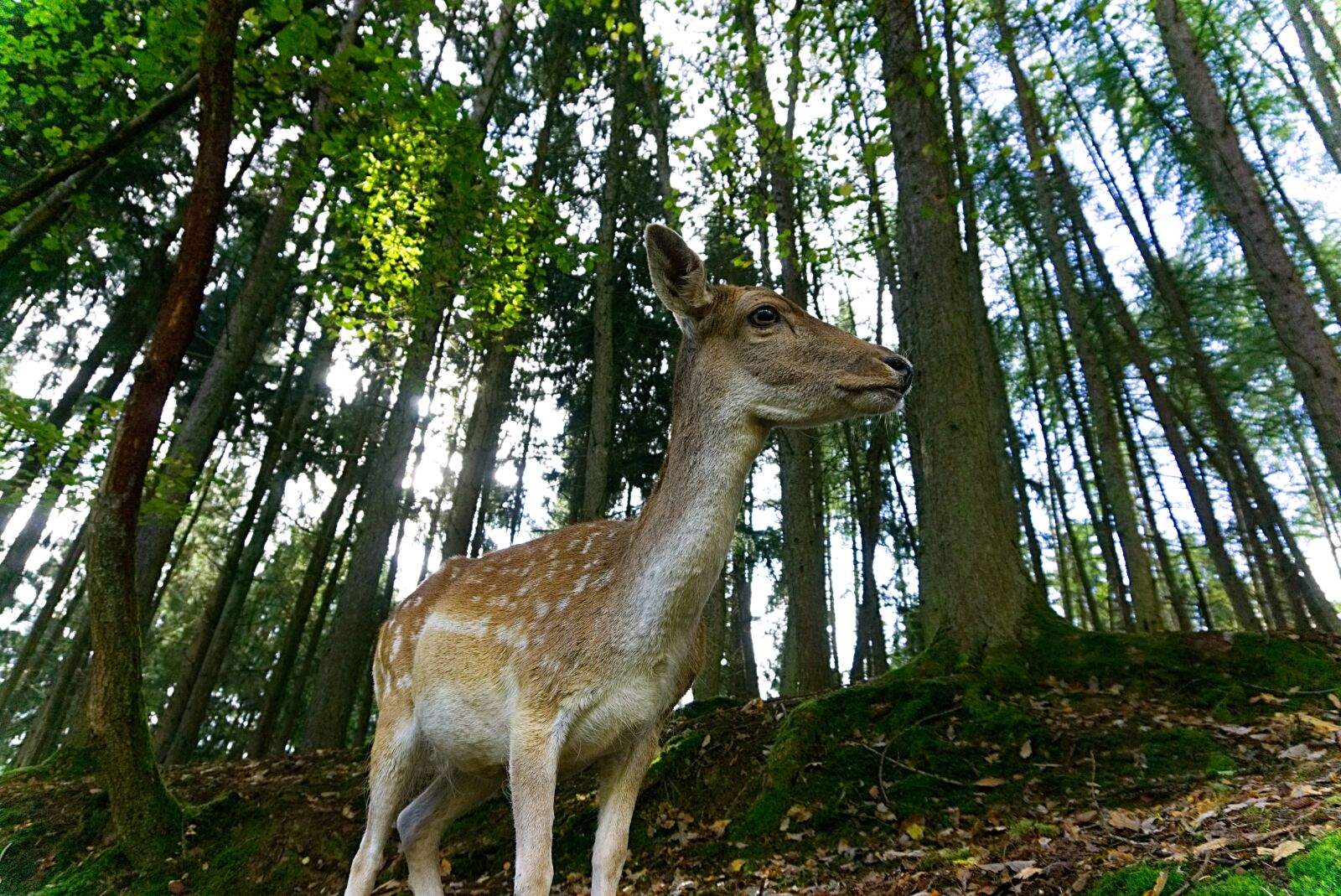 Sony a6000 sample photo. Roe deer, wild, fawn photography