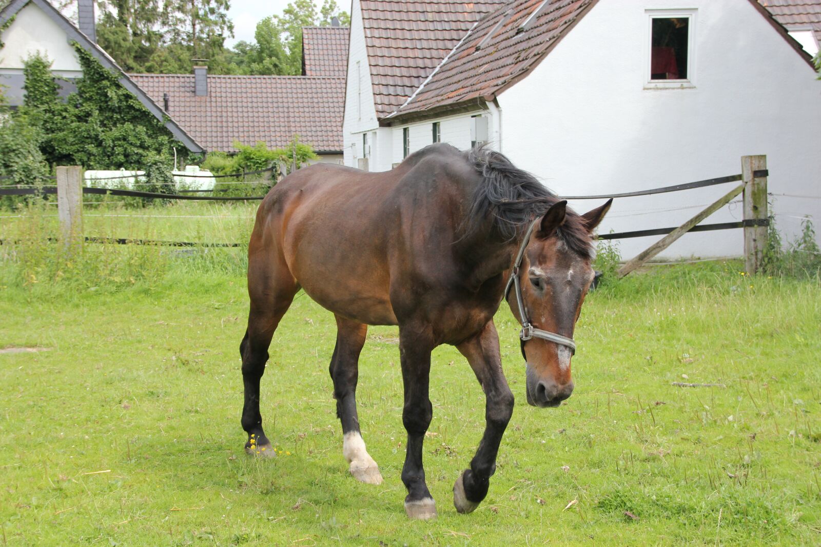 Canon EOS 550D (EOS Rebel T2i / EOS Kiss X4) sample photo. Westphalian, horse grandpa, fit photography