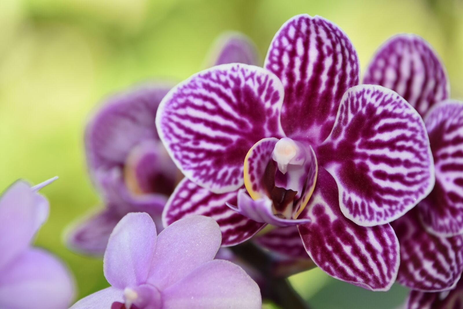 Nikon D5600 sample photo. Orchid, flower, nature photography