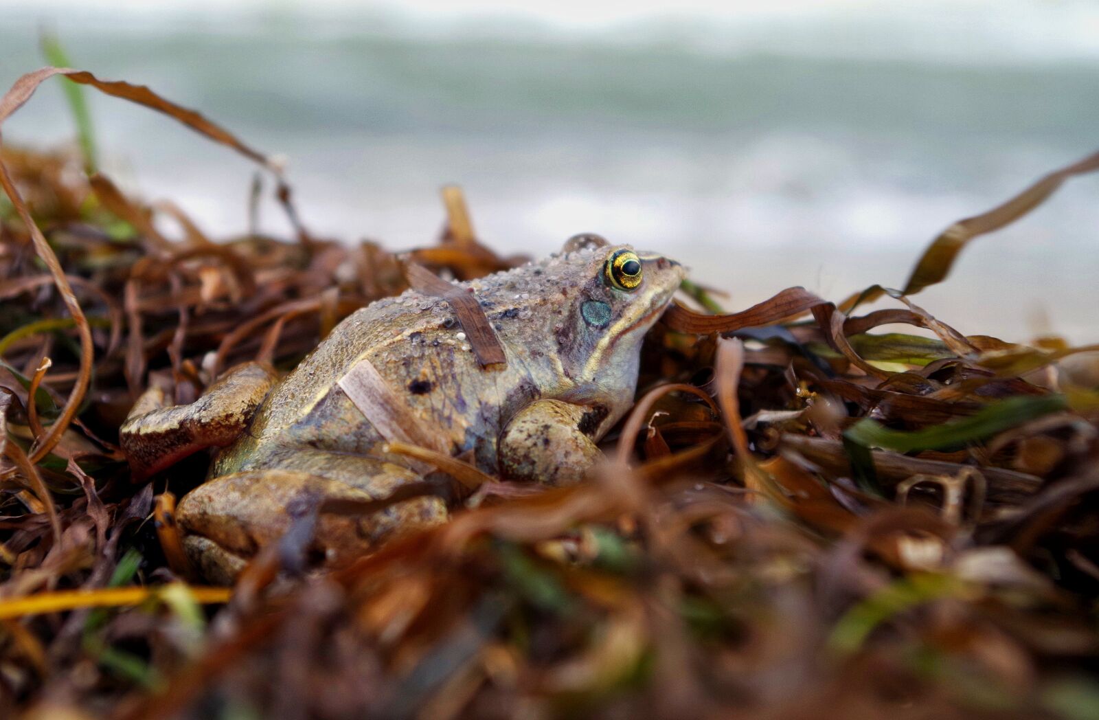 Pentax K-30 sample photo. Toad, amphibians, frog photography
