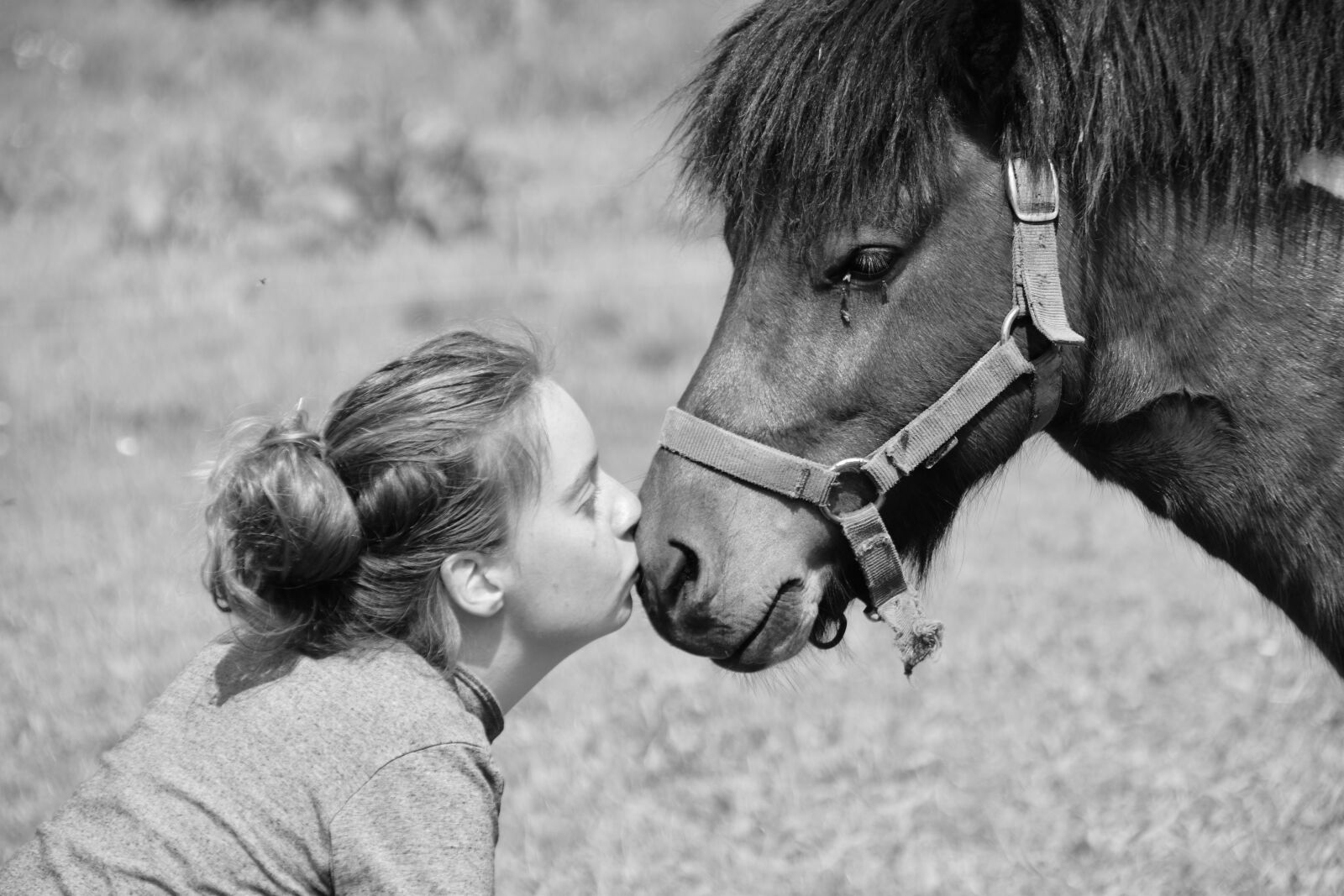Nikon D5600 sample photo. Shetland pony, black and photography