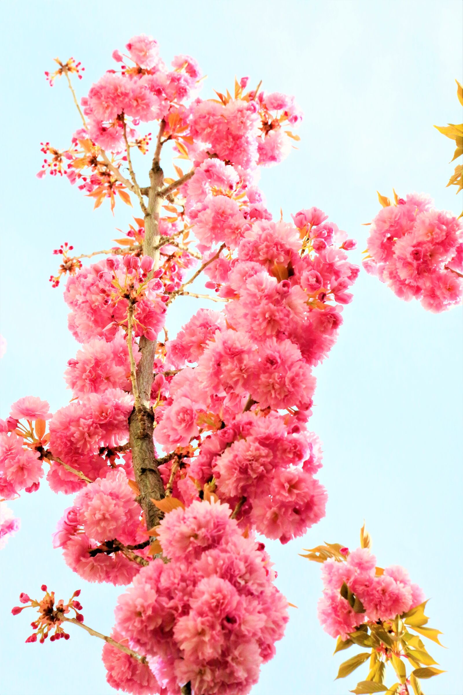 Canon EF 24-105mm F4L IS USM sample photo. Flowers, japanese cherry, spring photography