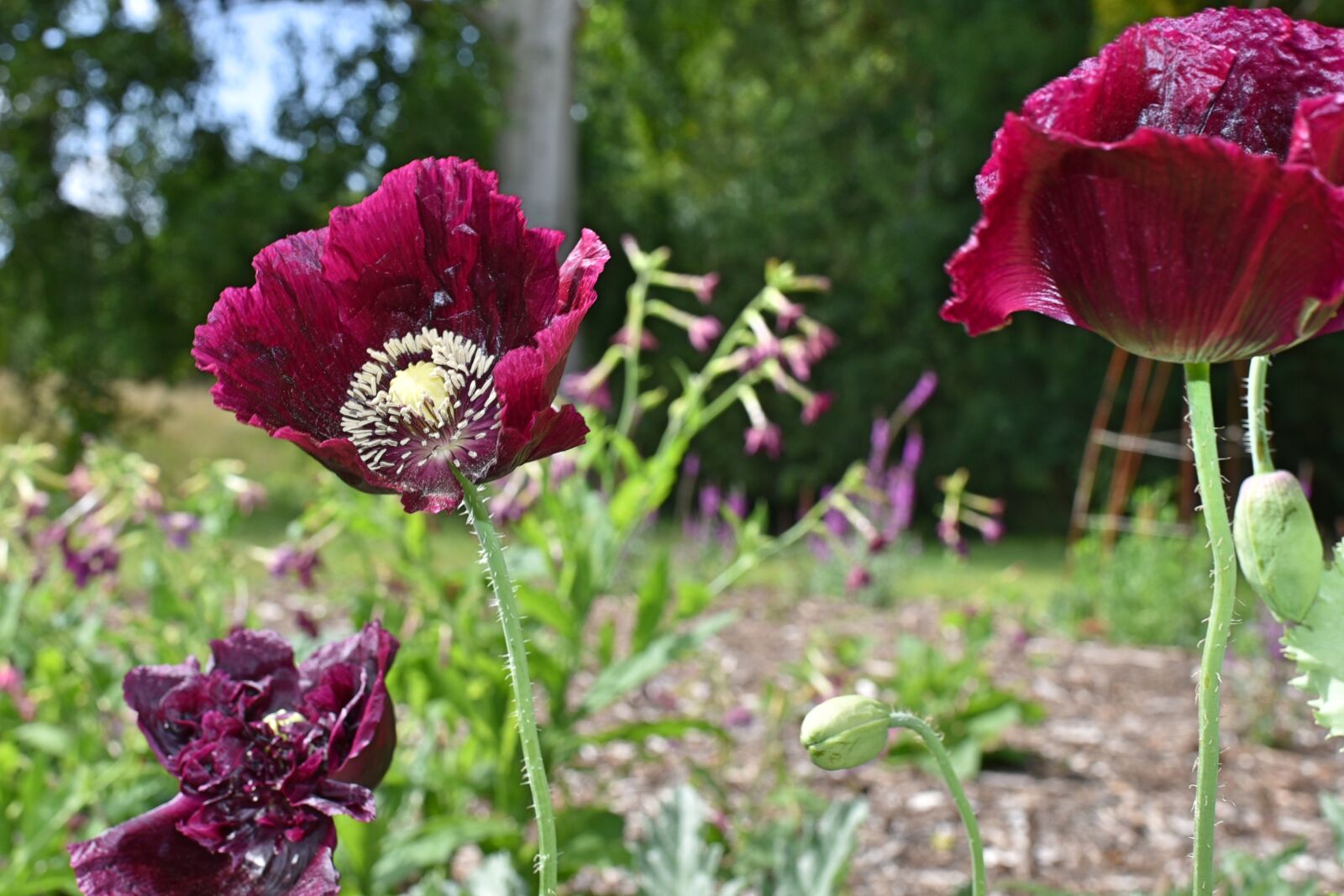 Nikon D750 sample photo. Flowers, wood, poppy photography