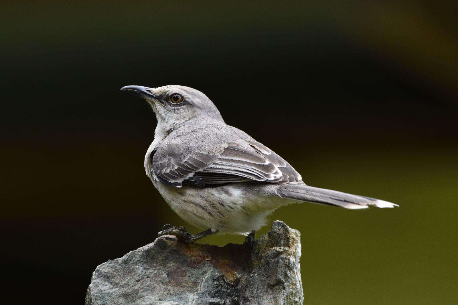 Nikon D850 sample photo. Birds, northern mockingbird, america photography