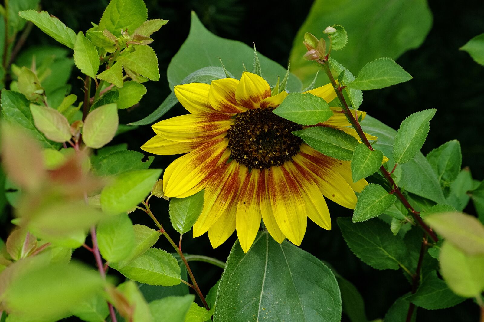 Samsung GX-20 sample photo. Garden, sunflower, yellow photography