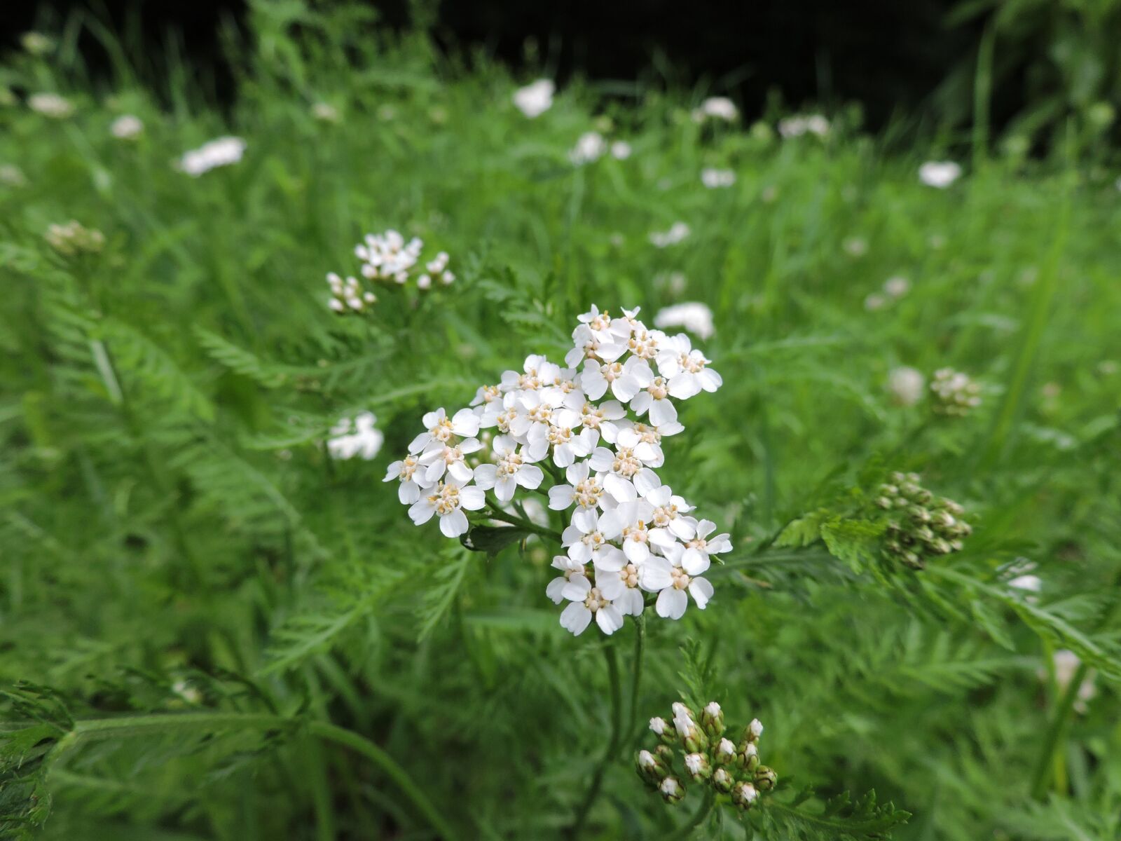 Nikon Coolpix P530 sample photo. Achillea millefolium, yarrow, white photography