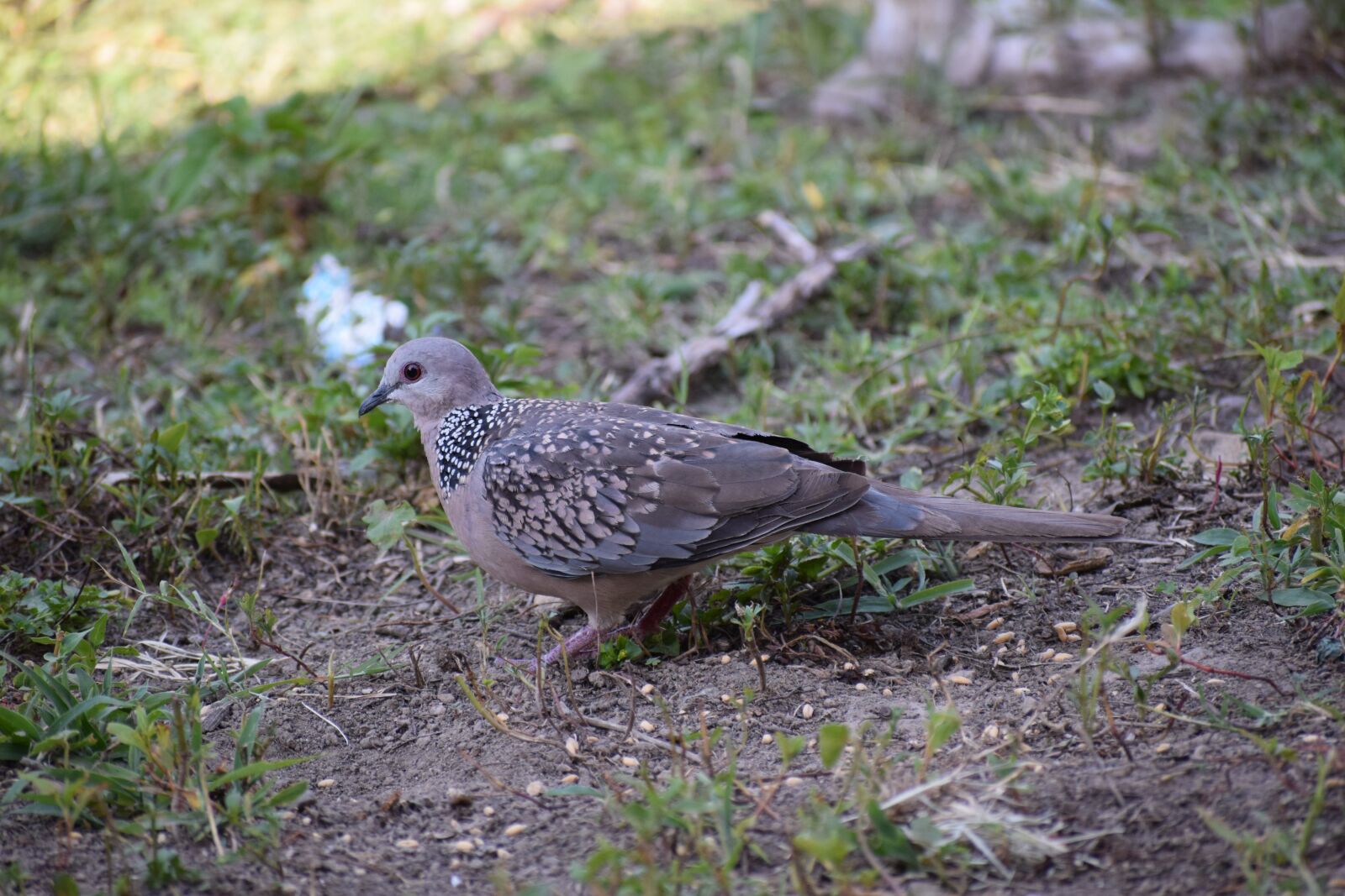Nikon D3300 sample photo. Dove, bird, pigeon photography