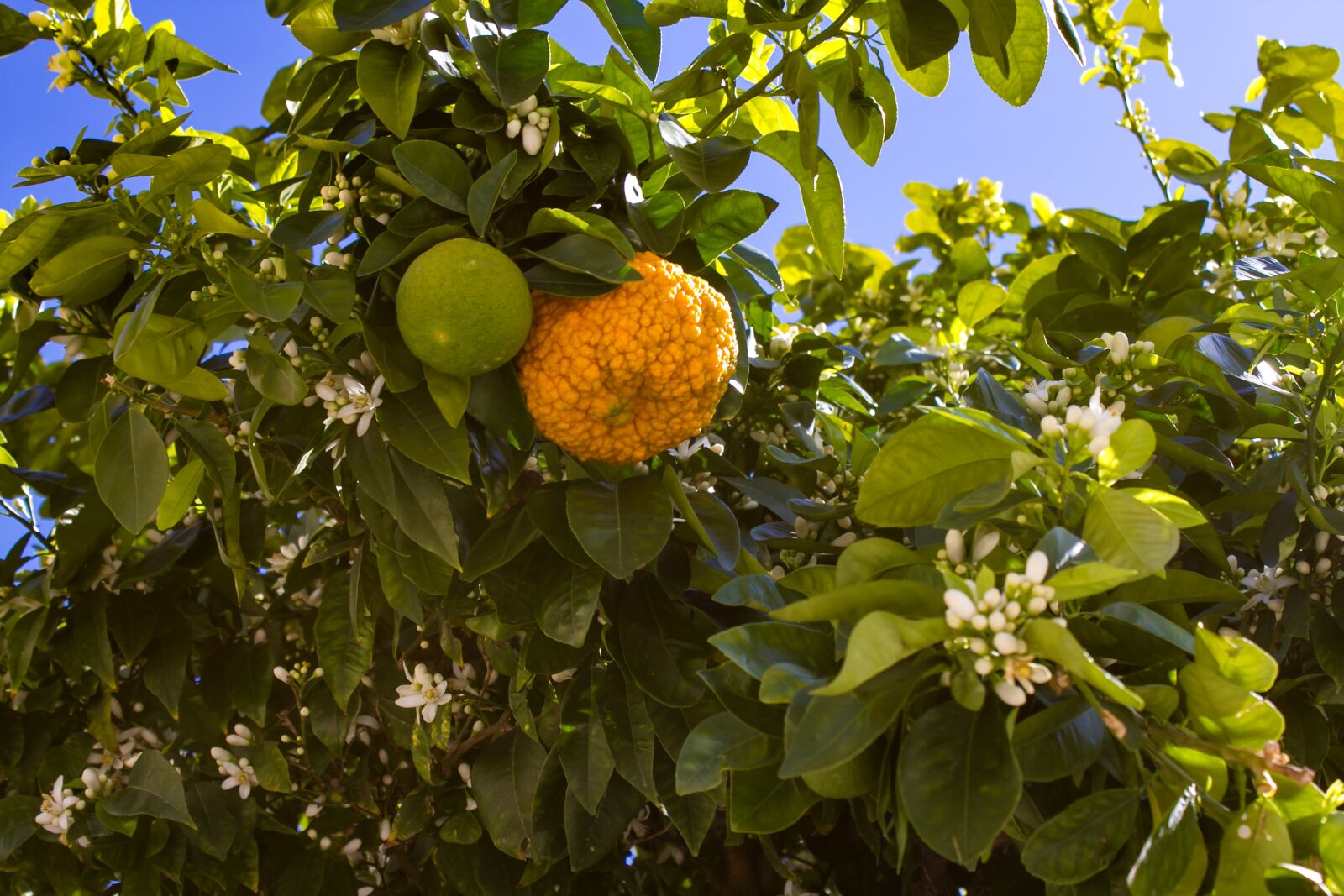 Canon EOS 7D + Canon EF-S 18-55mm F3.5-5.6 IS II sample photo. Oranges, fruits, orange tree photography