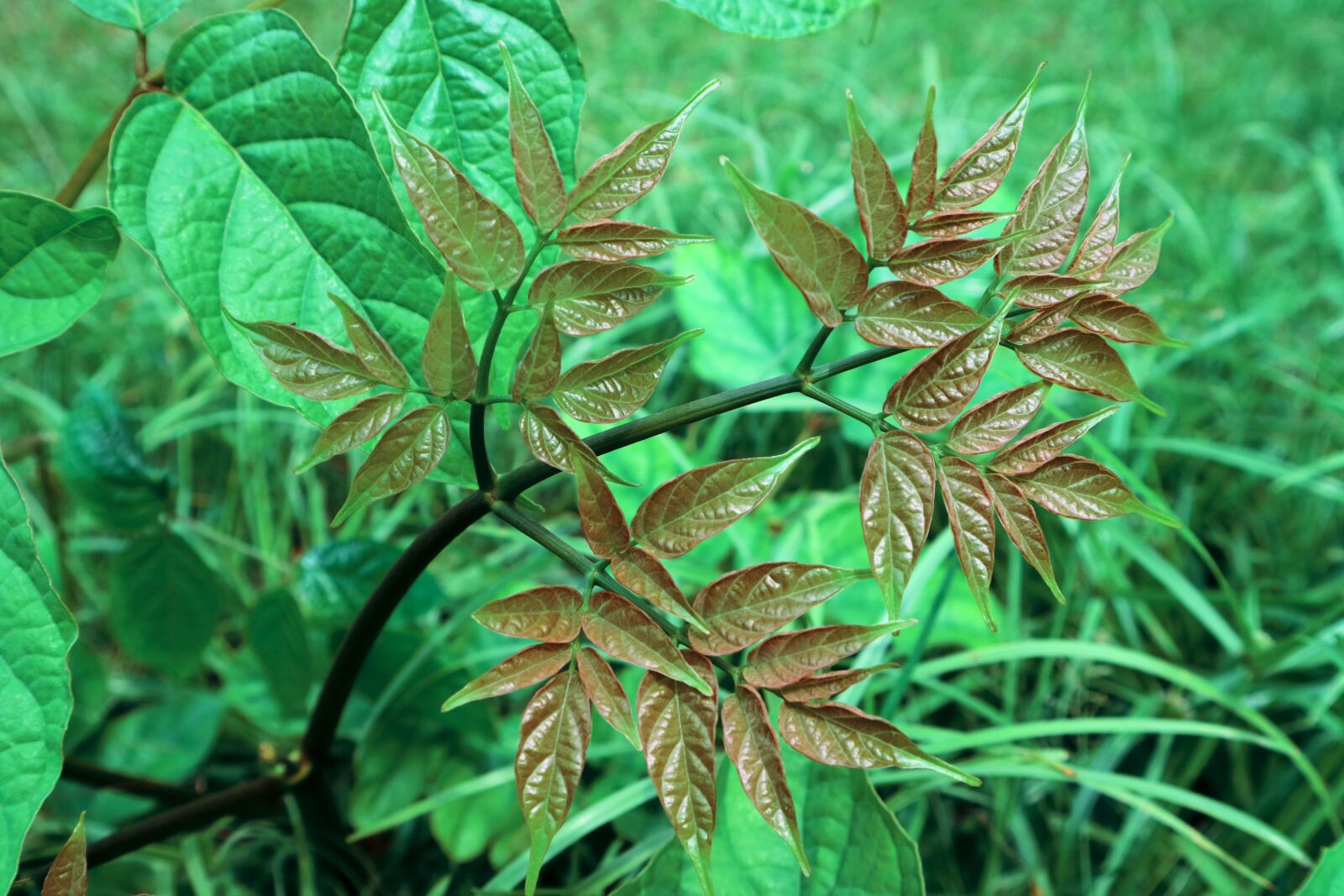 Canon EOS M3 sample photo. Daun, green, leaf photography