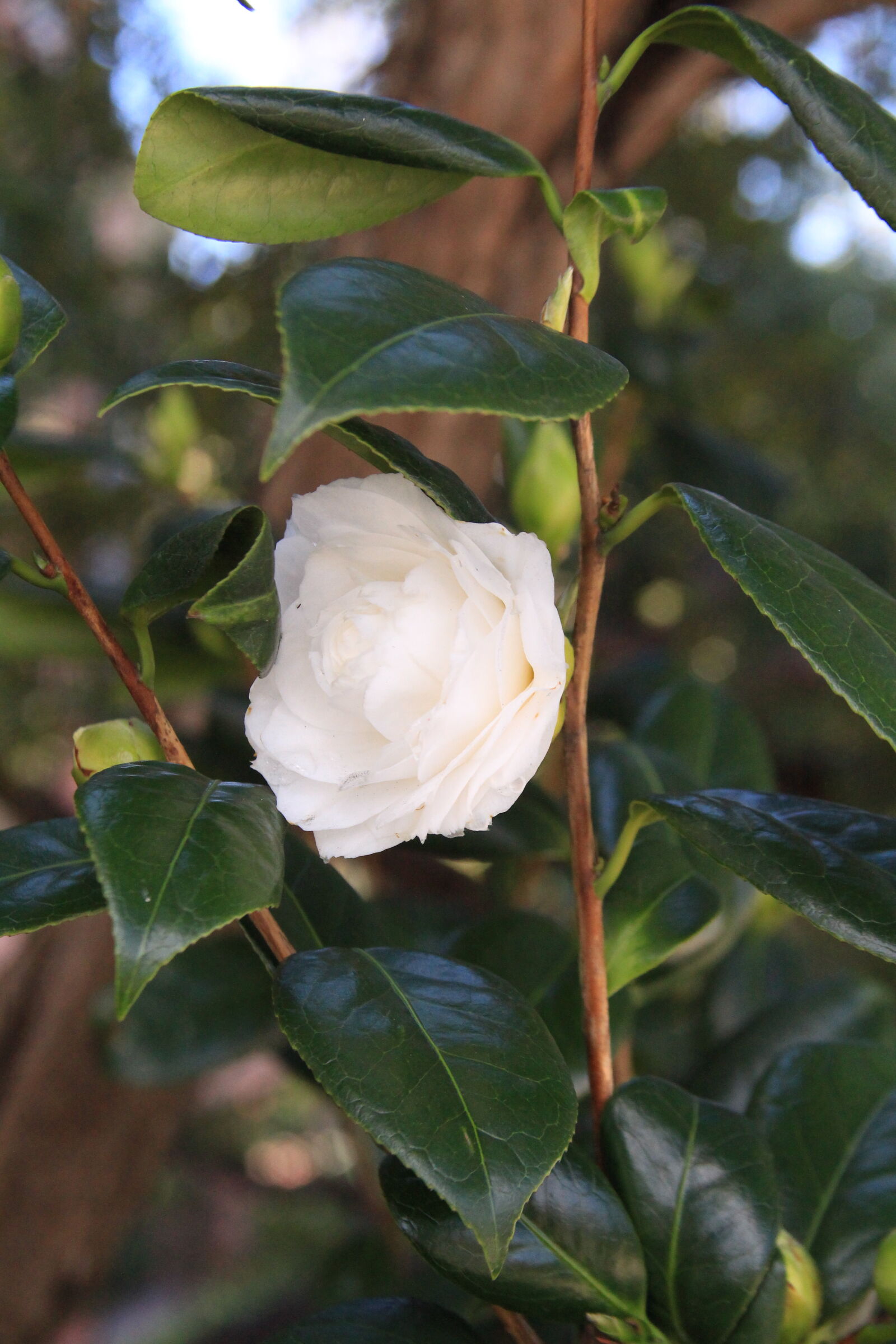 Canon EF 28-135mm F3.5-5.6 IS USM sample photo