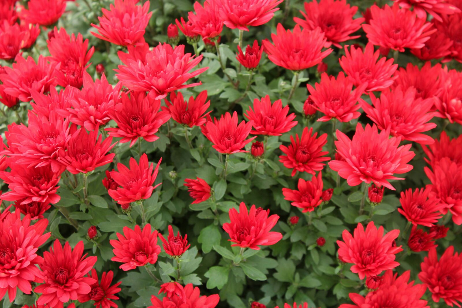 Canon EOS 1200D (EOS Rebel T5 / EOS Kiss X70 / EOS Hi) sample photo. Chrysanthemum, flowers, red photography