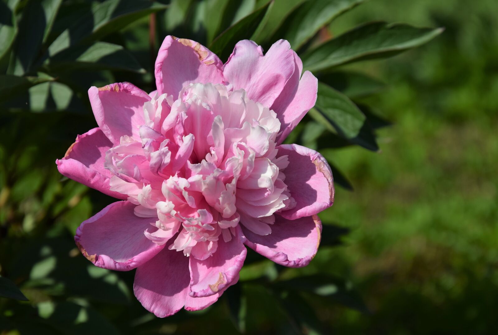 Nikon D5300 sample photo. Peony, pink, flower photography