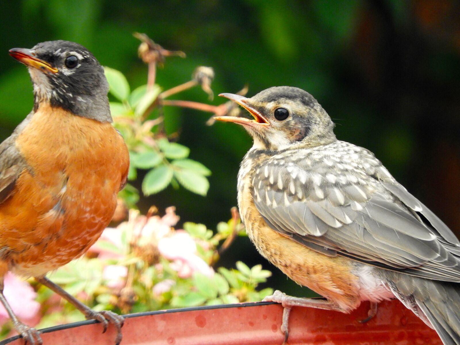 Nikon Coolpix B700 sample photo. Bird, wildlife, nature photography