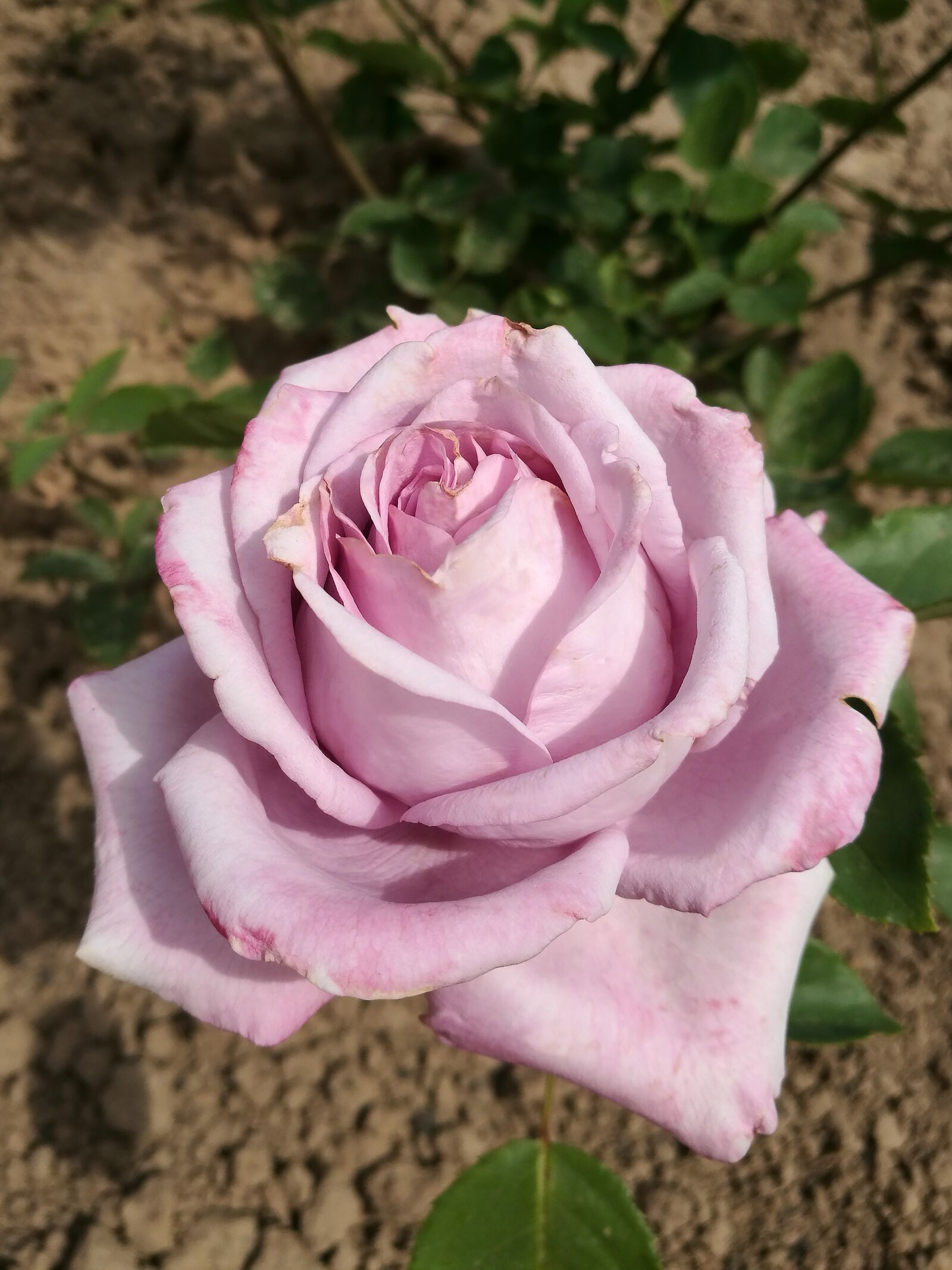 HUAWEI P9 sample photo. Summer, rose, flowers photography