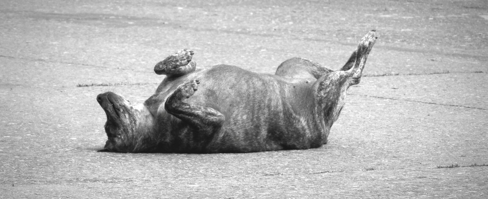 Nikon Coolpix B700 sample photo. Animal, dog tramp, pet photography