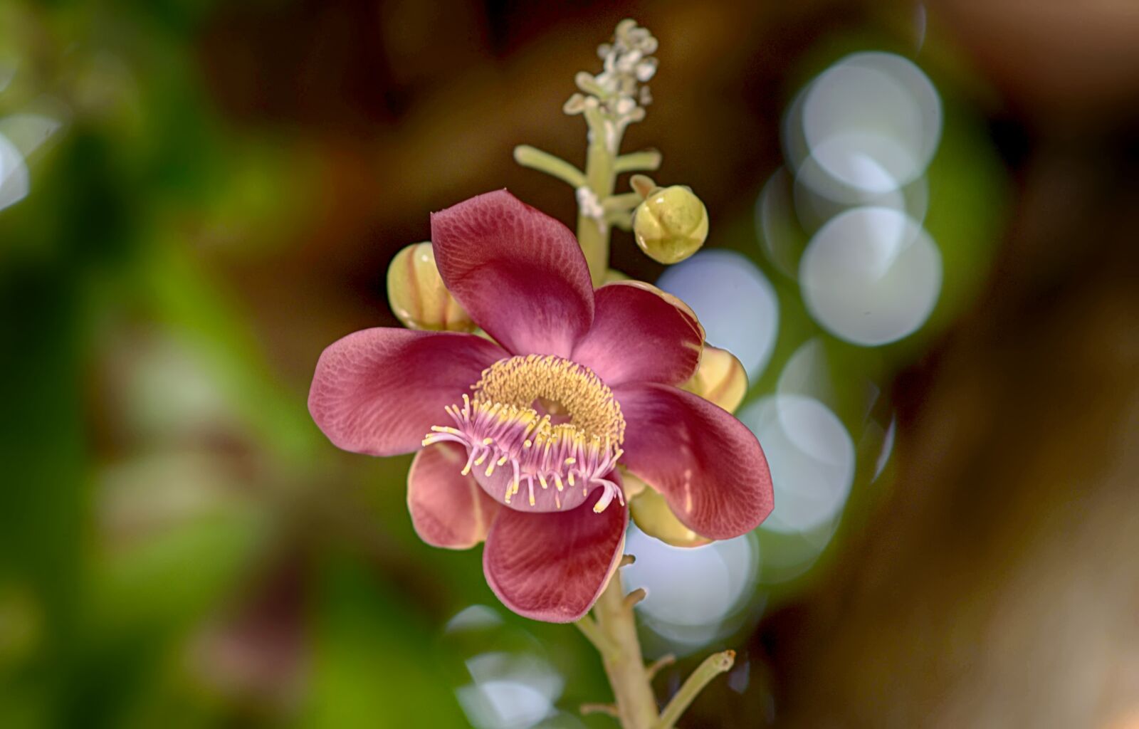 Nikon D7200 sample photo. Flowers, nov sea, history photography