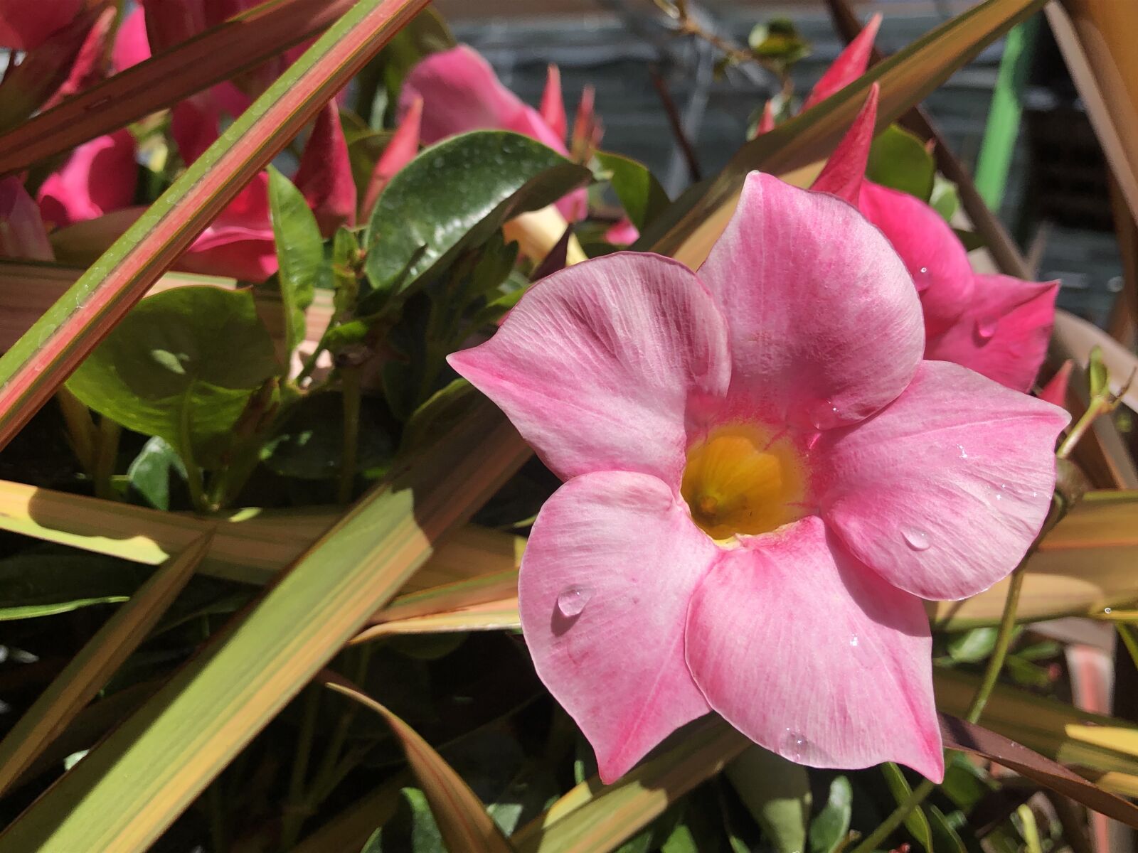 iPhone 8 back camera 3.99mm f/1.8 sample photo. Pink, petals, blossoms photography