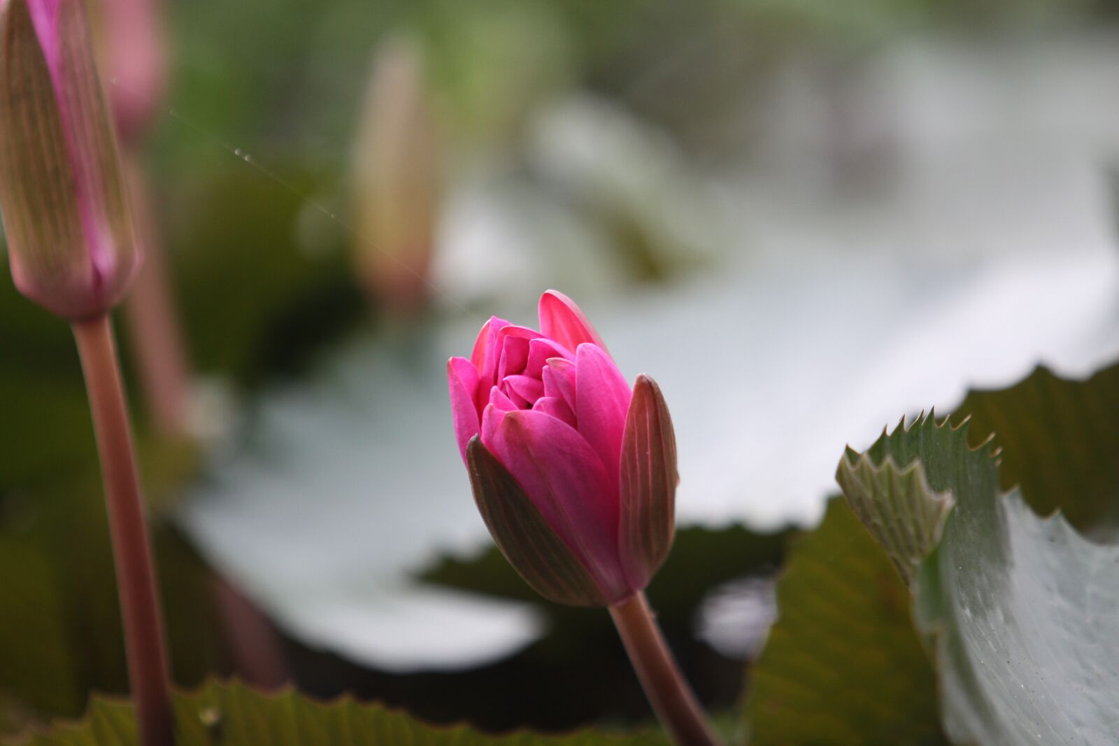 Canon EOS 50D sample photo. Lotus, flower, nature photography