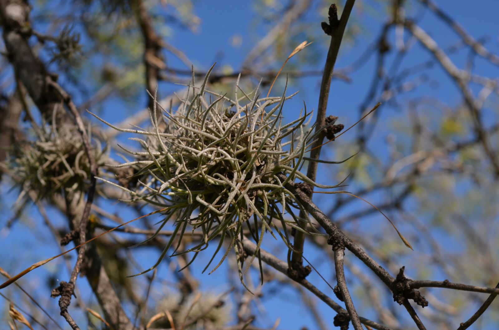 Nikon D5100 sample photo. Plant, succulent, nature photography