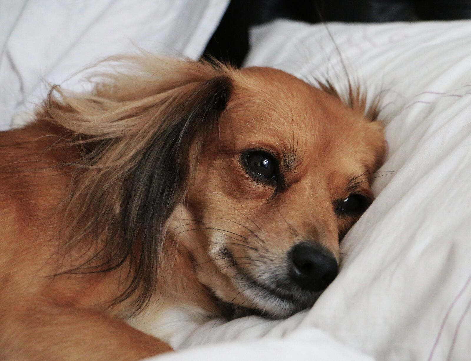 Canon EOS 70D sample photo. Sad, dog, lying in photography