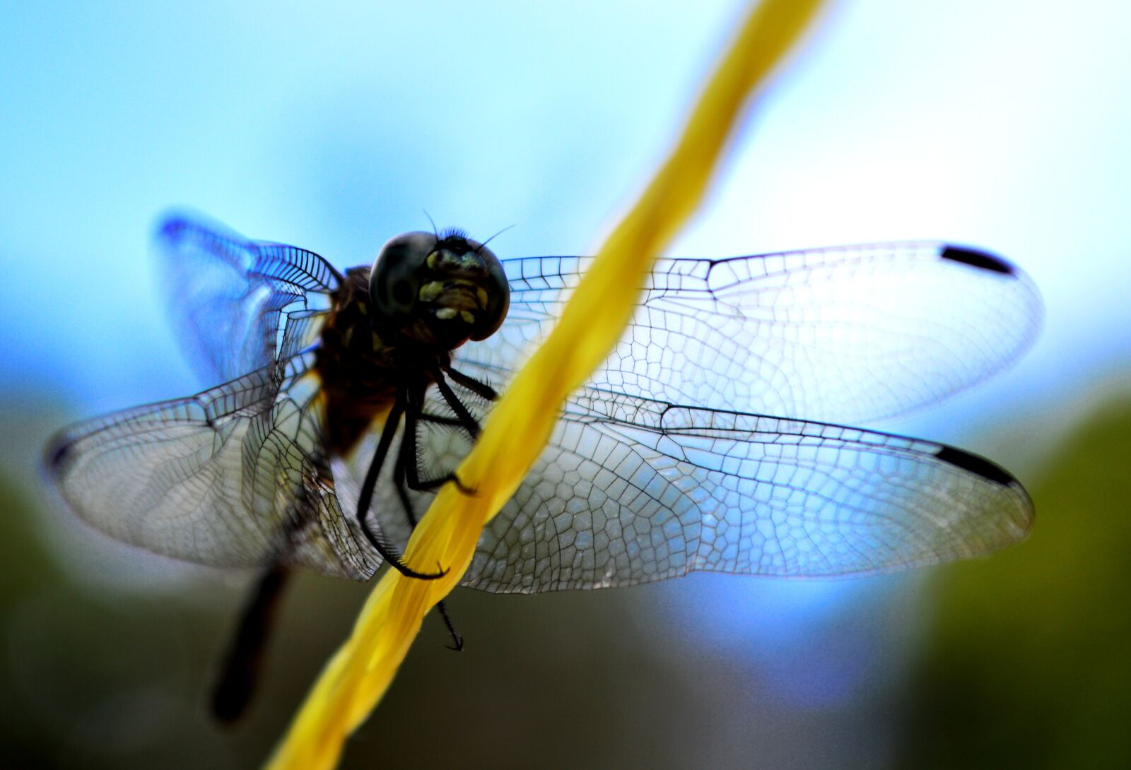 Nikon D3200 sample photo. Insect, dragonfly, wing photography