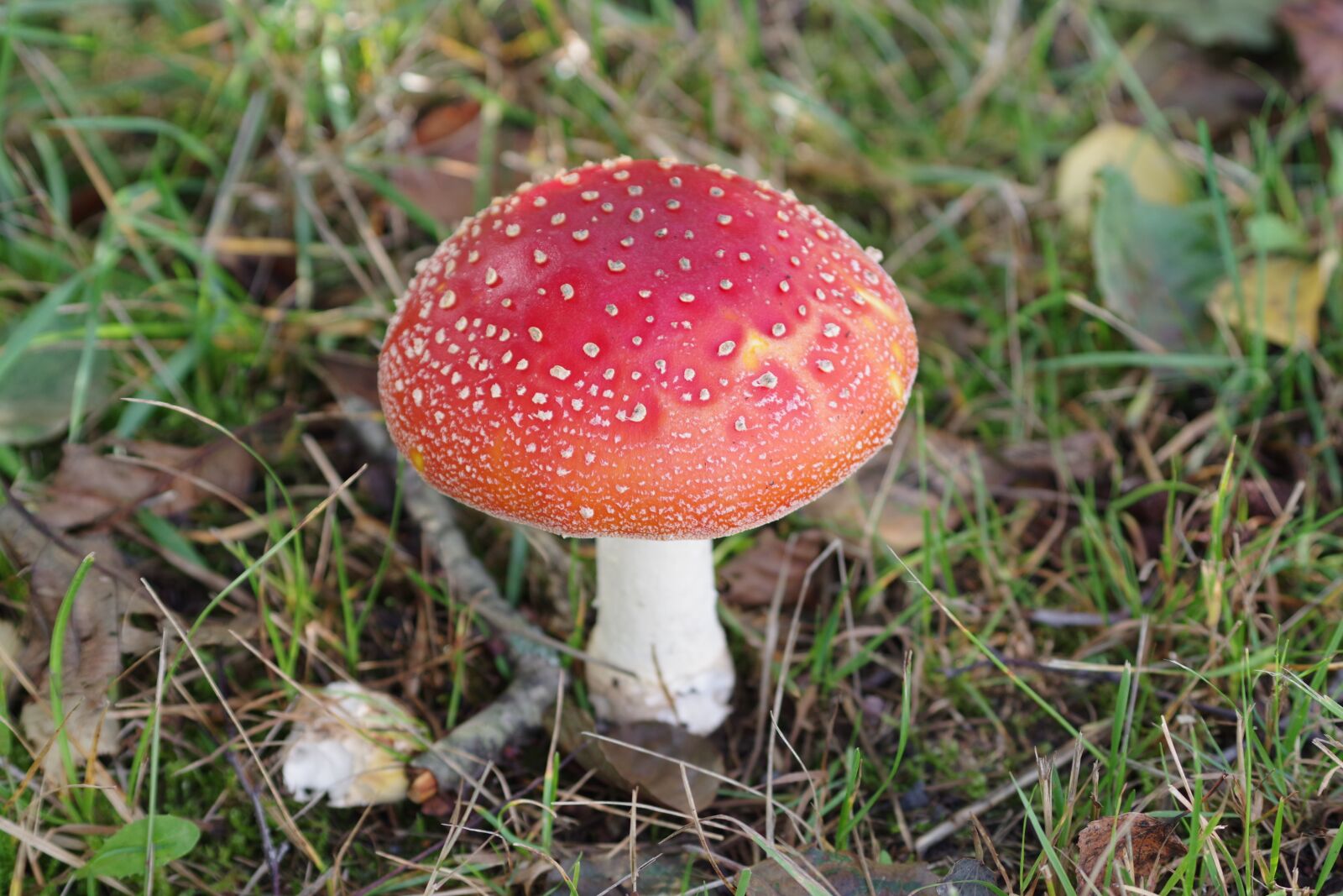 Pentax K-70 sample photo. Mushroom, mushrooms, nature photography