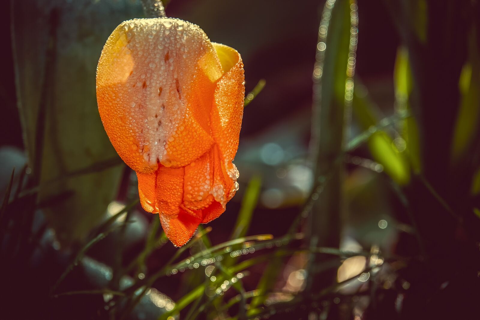 Fujifilm XF 55-200mm F3.5-4.8 R LM OIS sample photo. Tulip, closed, flower photography