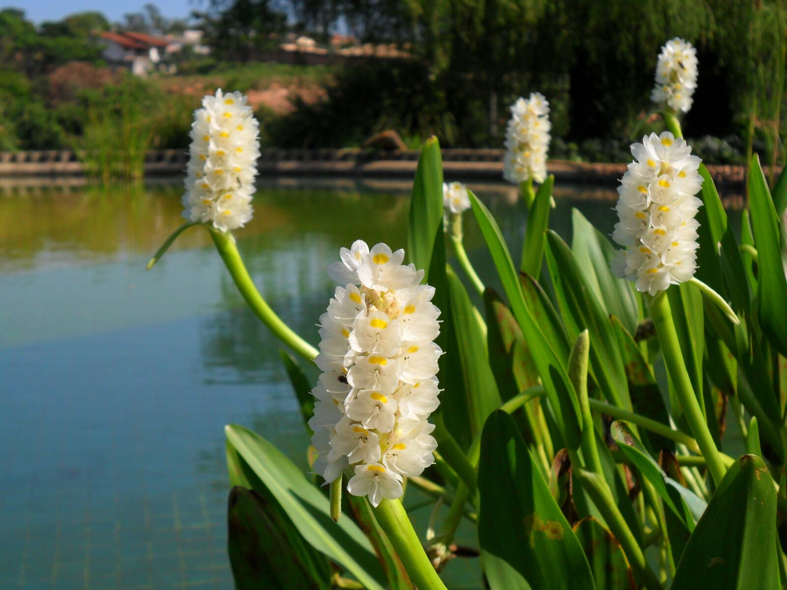 Samsung ES73 / VLUU ES73 /  SL605 sample photo. Pontedéria, aquatic, flowers photography