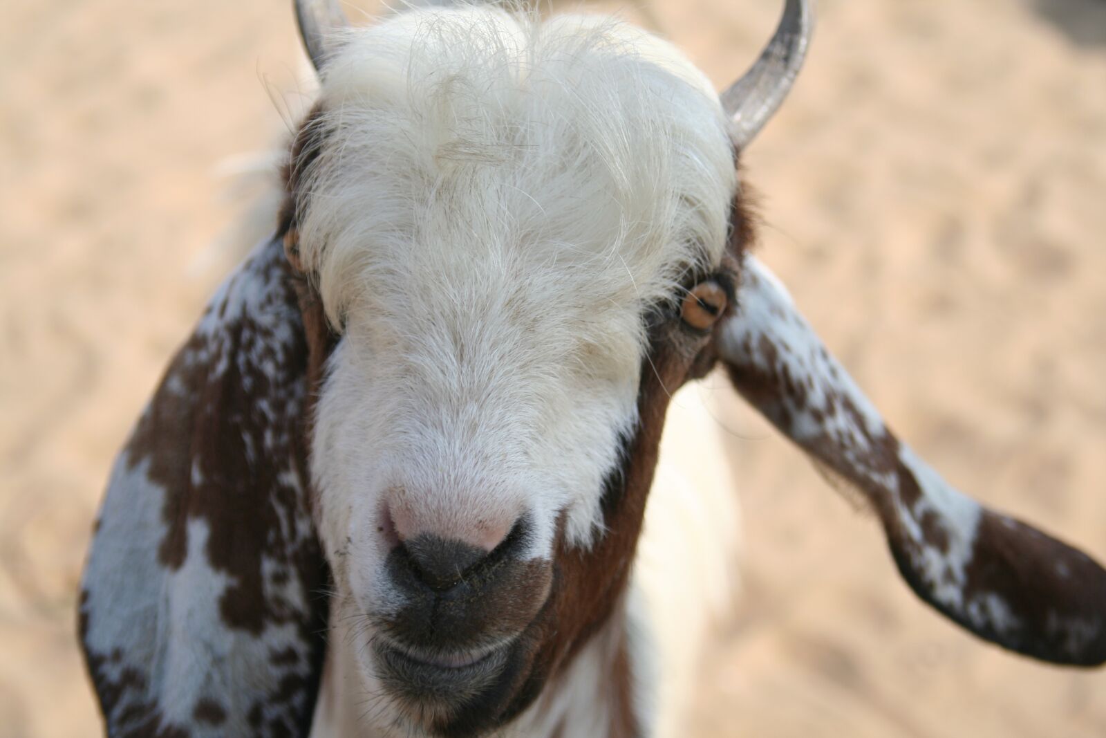 Canon EOS 350D (EOS Digital Rebel XT / EOS Kiss Digital N) sample photo. Goat, biquet, india photography