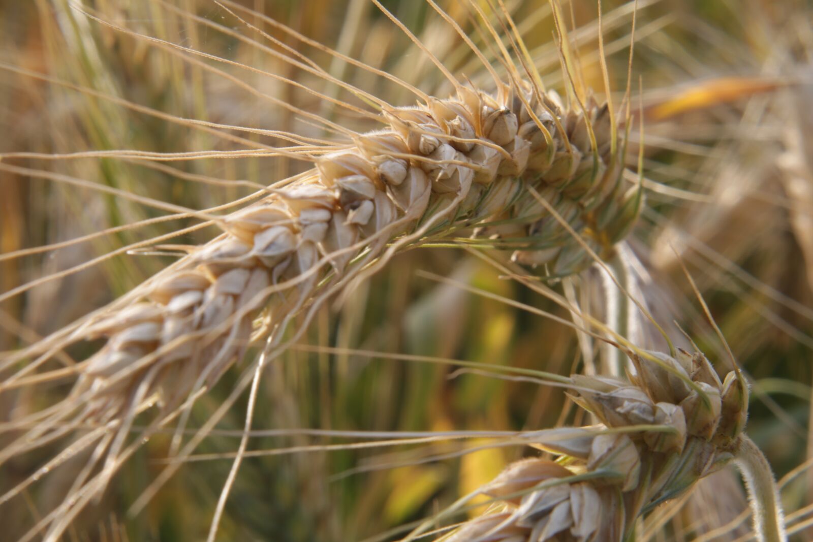 Canon EOS 750D (EOS Rebel T6i / EOS Kiss X8i) sample photo. Wheat, harvest time, ripe photography