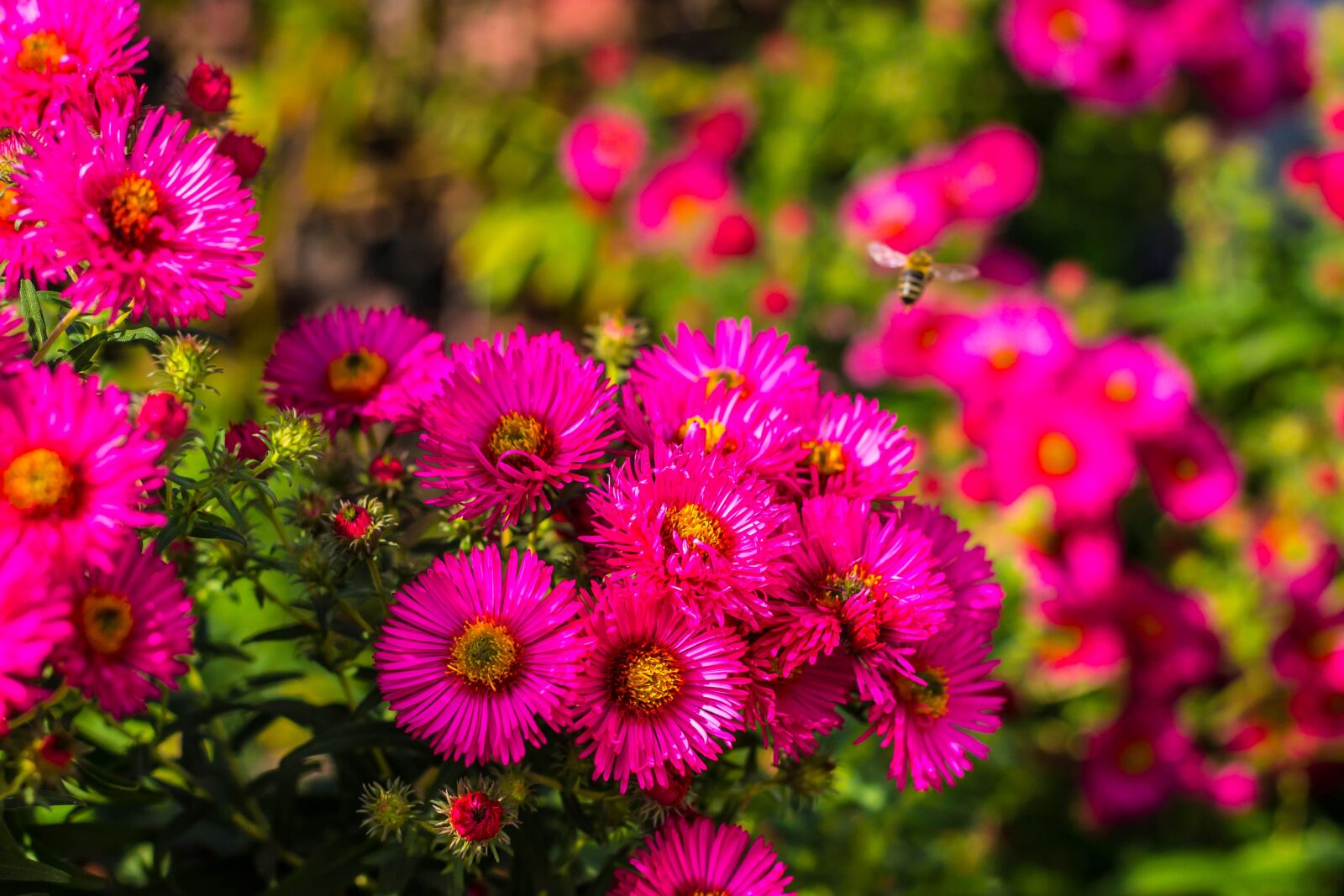 Canon EOS 600D (Rebel EOS T3i / EOS Kiss X5) + Canon EF 50mm F1.8 II sample photo. Flowers, plant, blossom photography