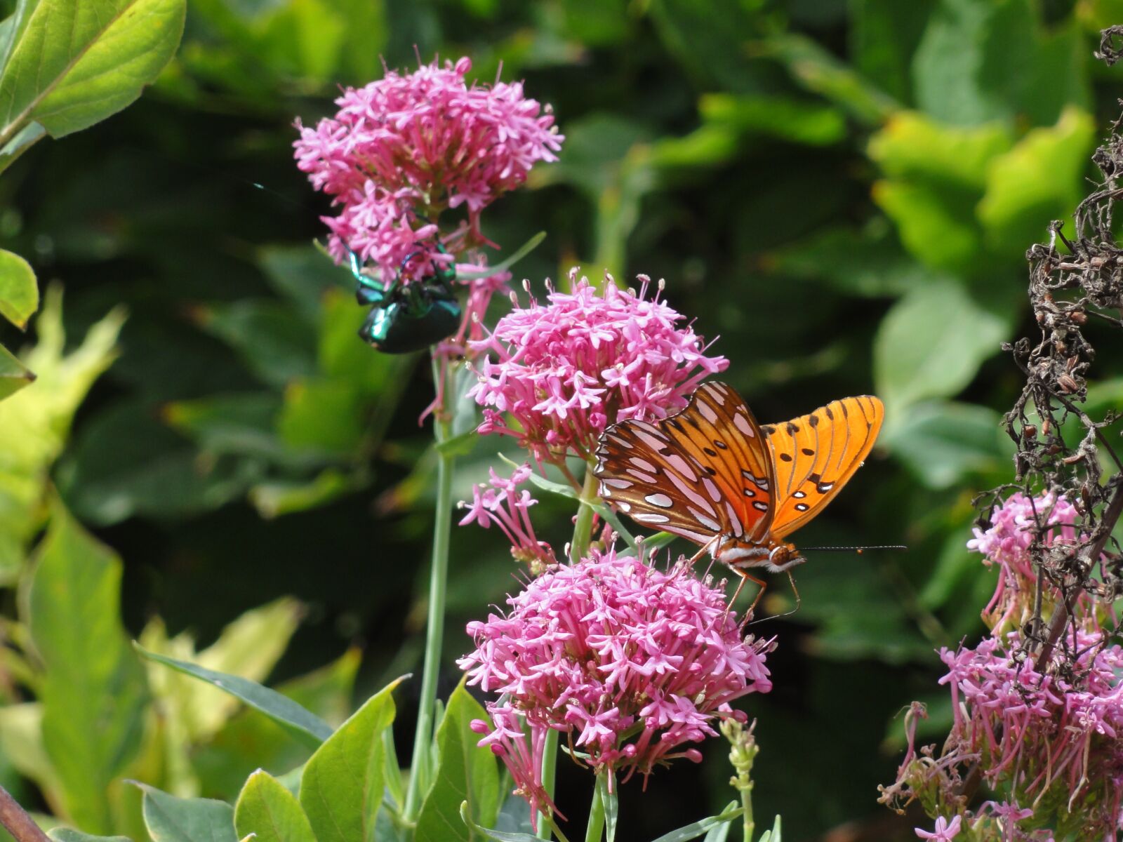 Sony DSC-HX5V sample photo. Nature, butterfly, beetle photography