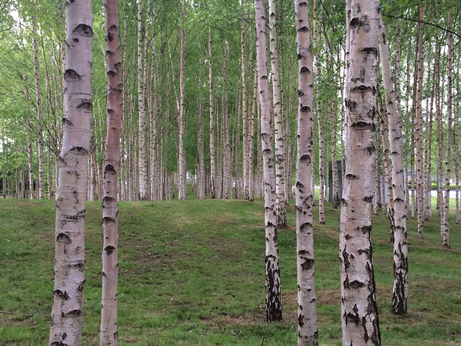 iPhone 5s back camera 4.12mm f/2.2 sample photo. Tree, wood, forest photography