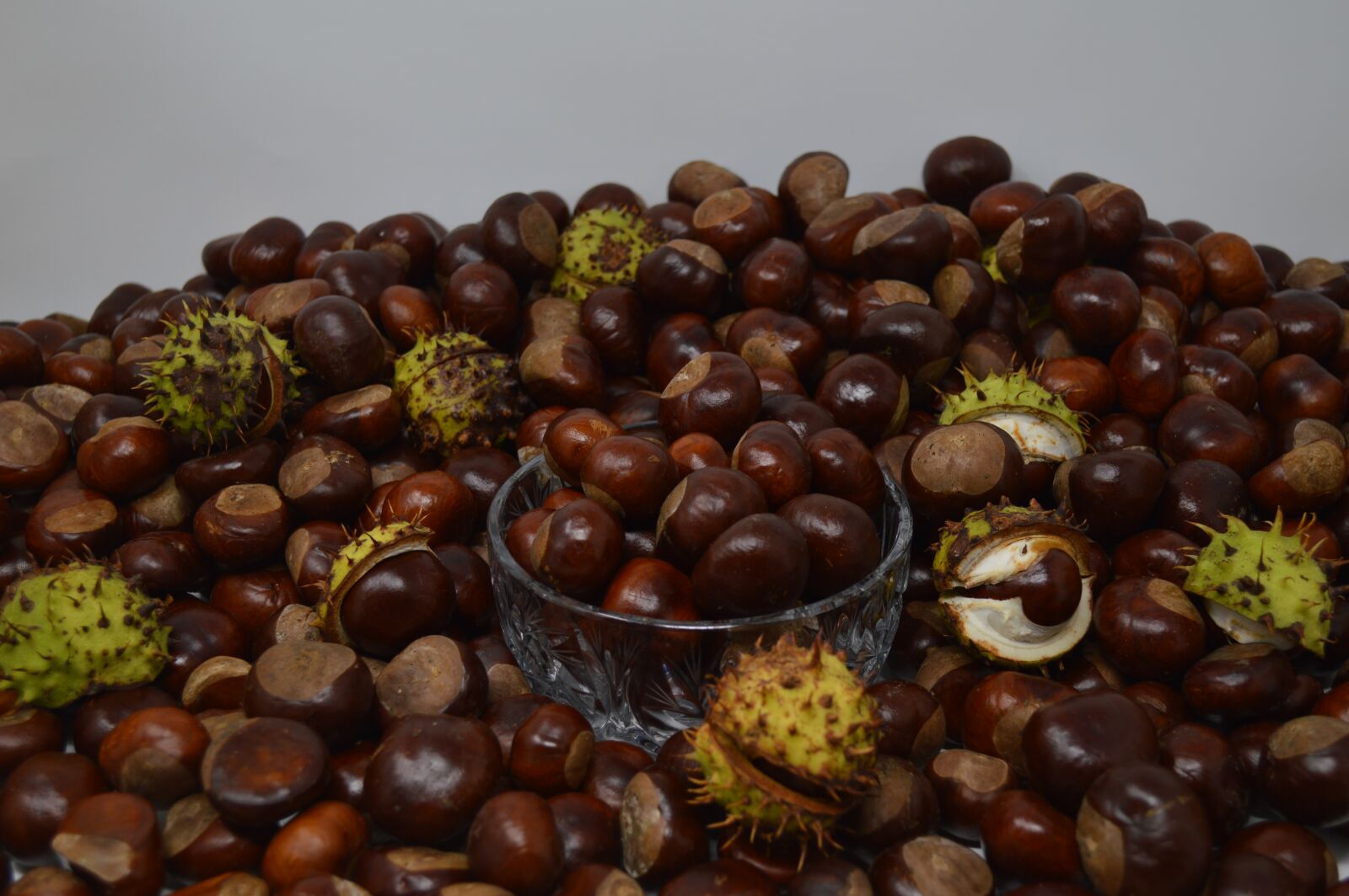 Nikon D3200 sample photo. Conker, conkers, horse chestnut photography