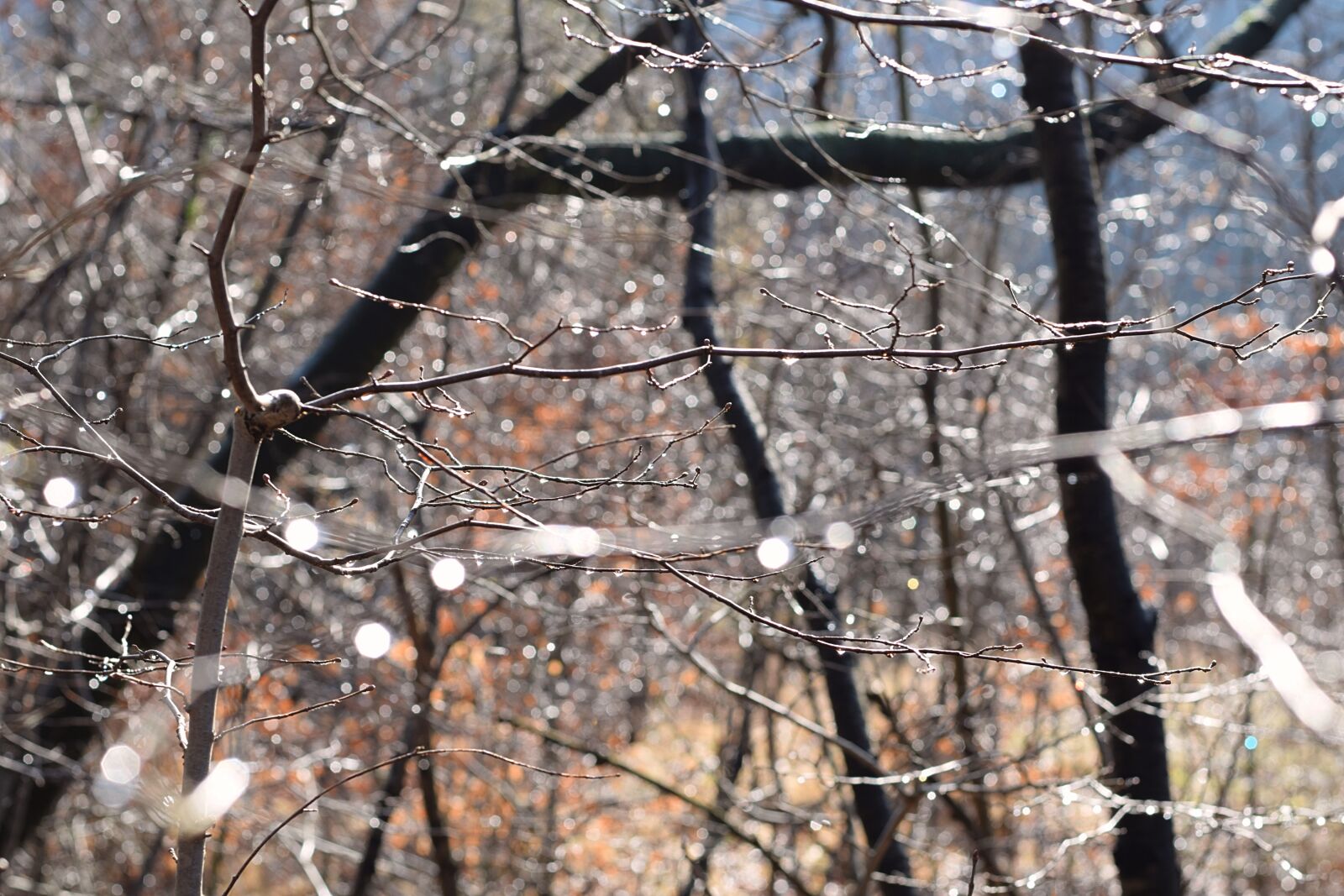 Nikon D3300 sample photo. Forest, rain, drop of photography