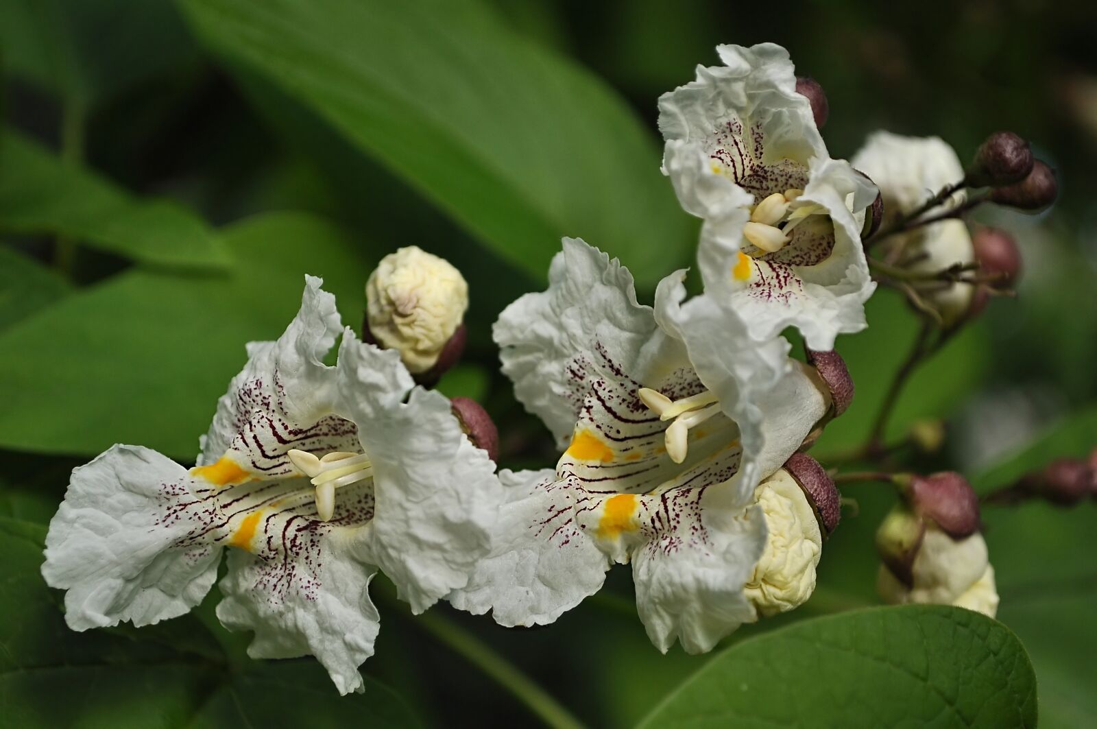 Nikon D90 sample photo. Flower, white, inflorescences photography