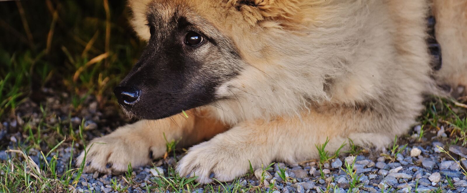 Nikon D7200 sample photo. Dog, fur, wuschelig photography