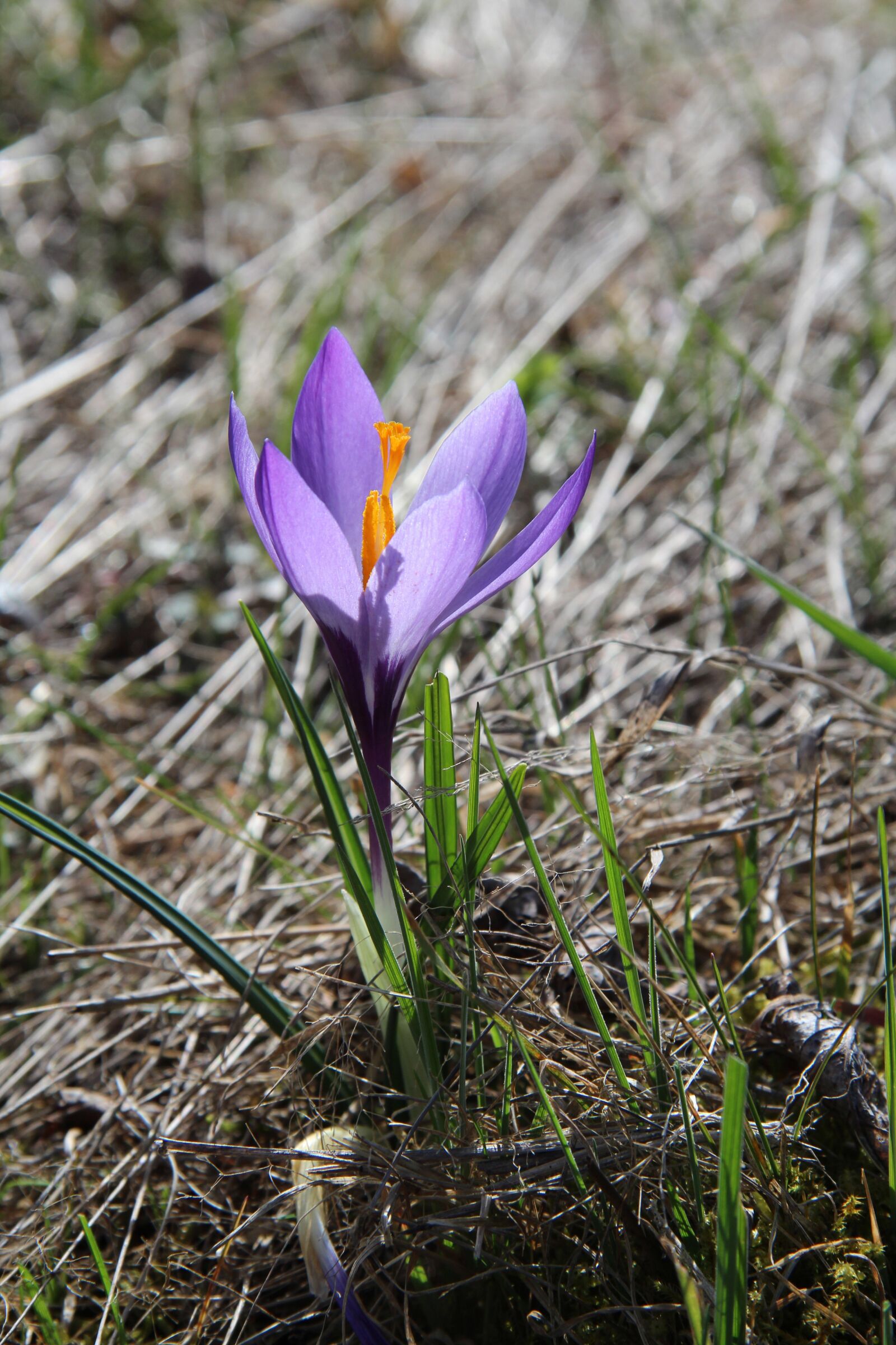 Canon EOS 600D (Rebel EOS T3i / EOS Kiss X5) sample photo. Purple, crocus, spring photography