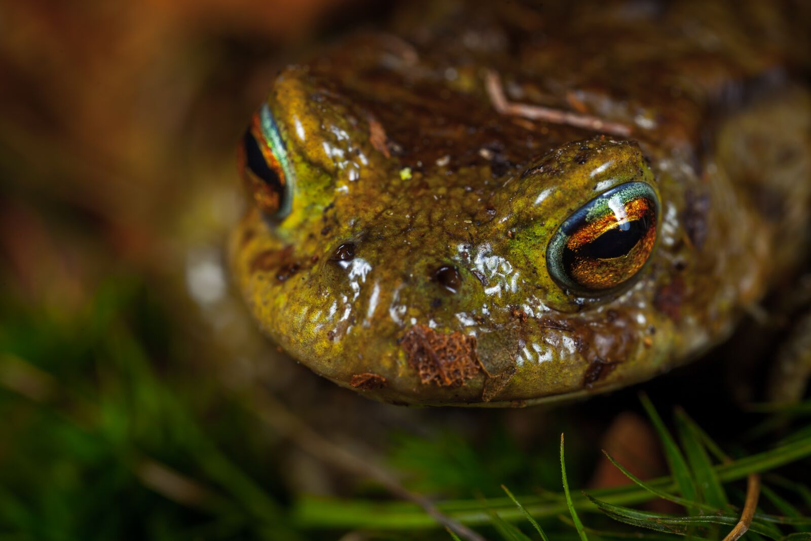 Canon EOS 5D Mark II sample photo. Frog, nature, amphibian photography