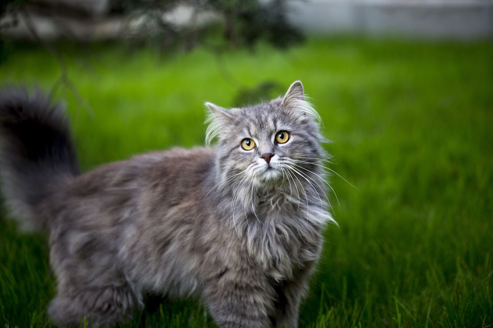 Canon EF 100mm F2.8L Macro IS USM sample photo. Maine coon, young, pet photography