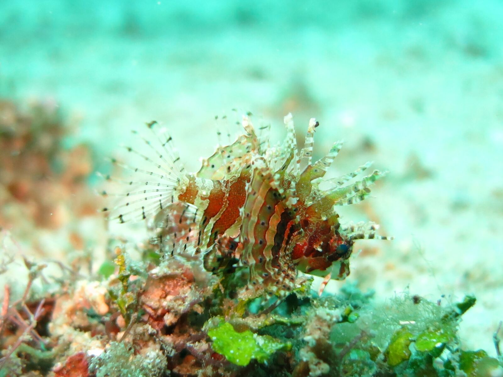 Canon PowerShot S110 sample photo. Lionfish, juvenile, macro photography