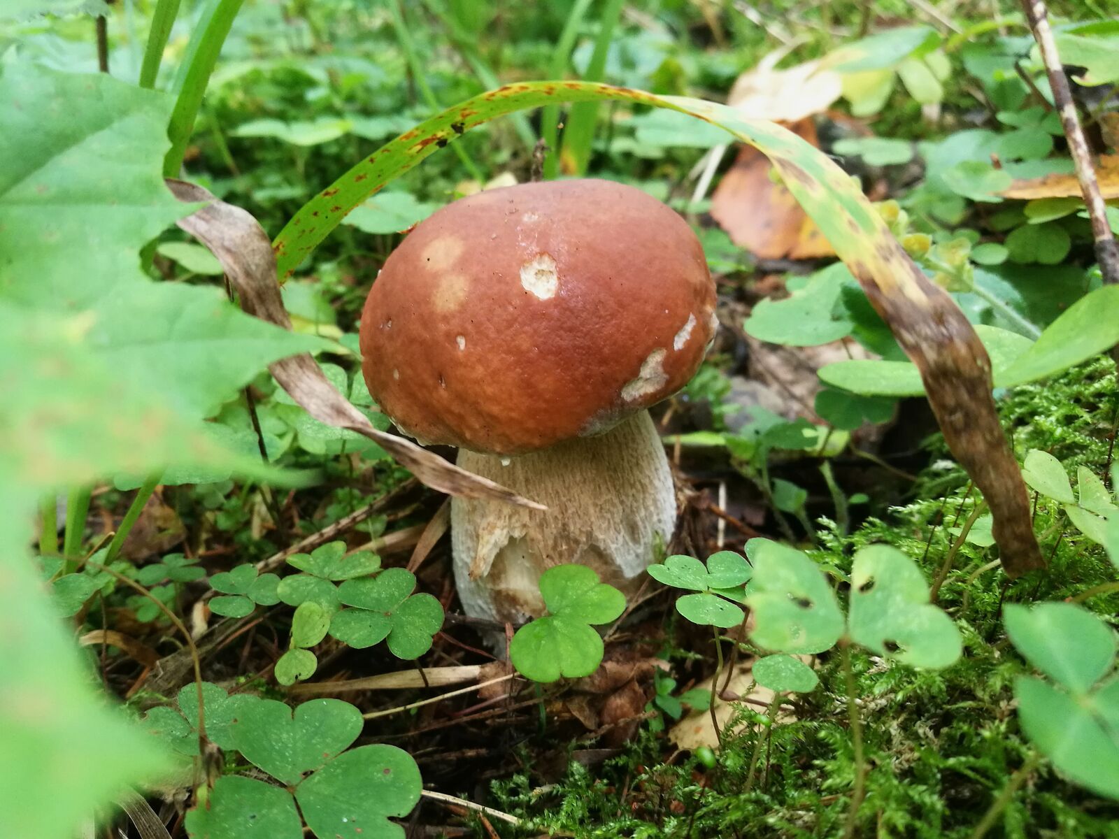 HUAWEI P9 sample photo. Mushrooms, boletus, forest photography