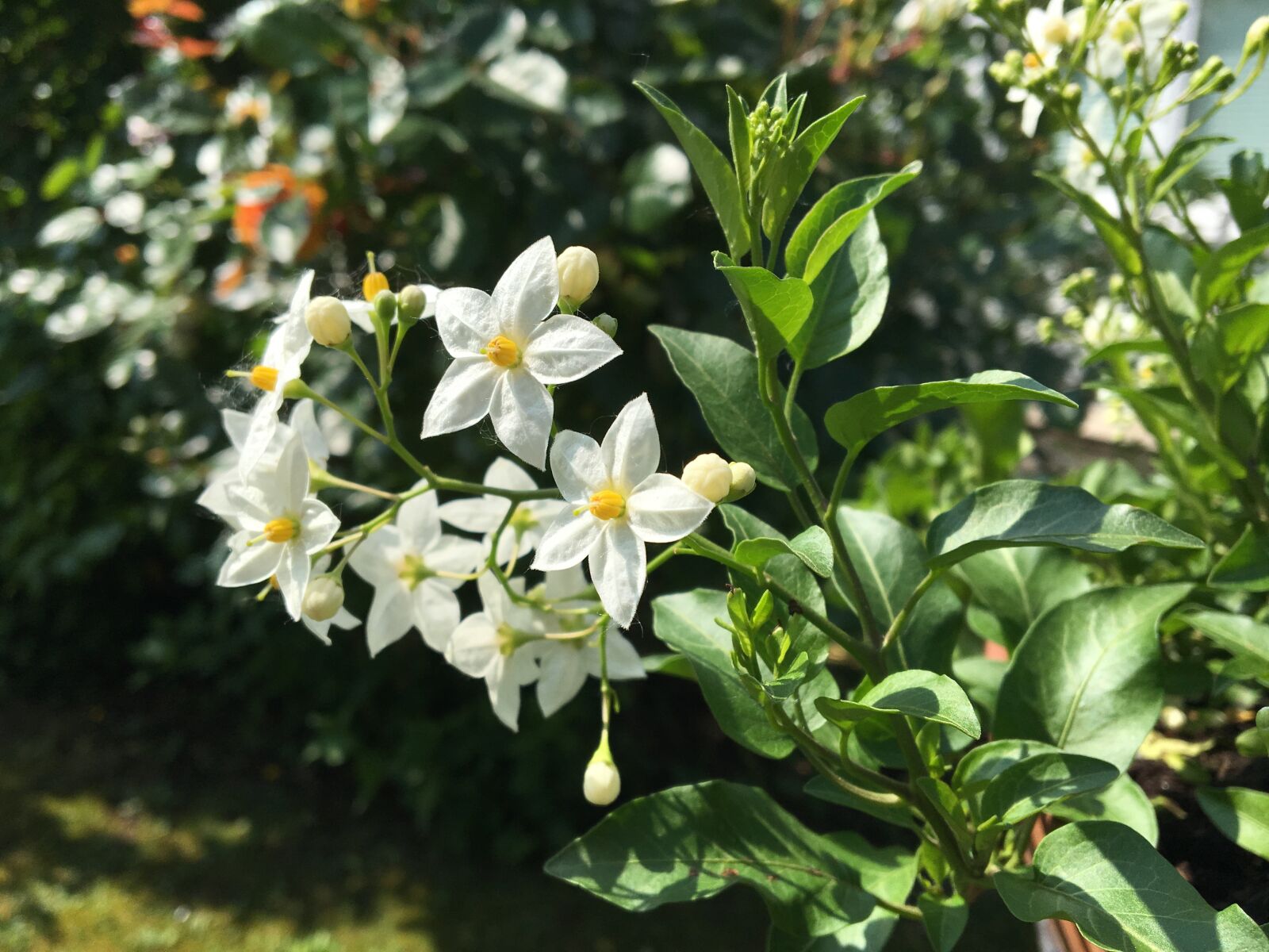 Apple iPhone 6s sample photo. Flower, jasmin, garden photography