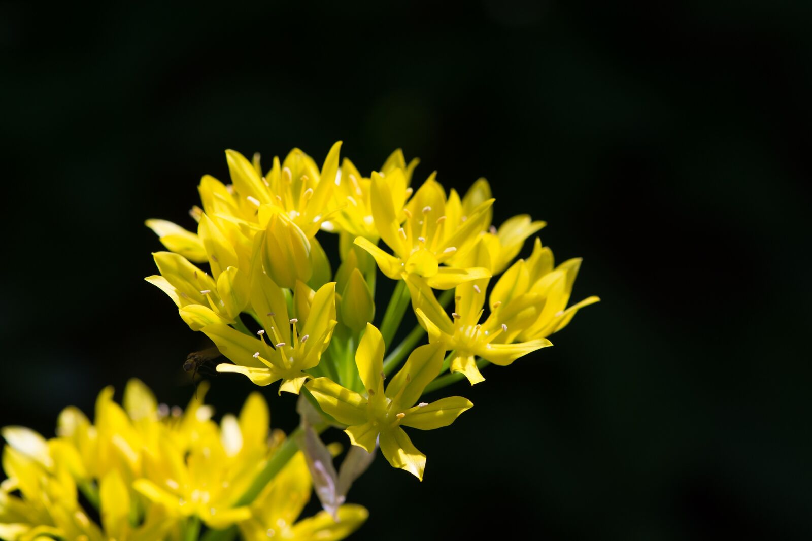 Nikon D7100 sample photo. Gold leek, allium moly photography