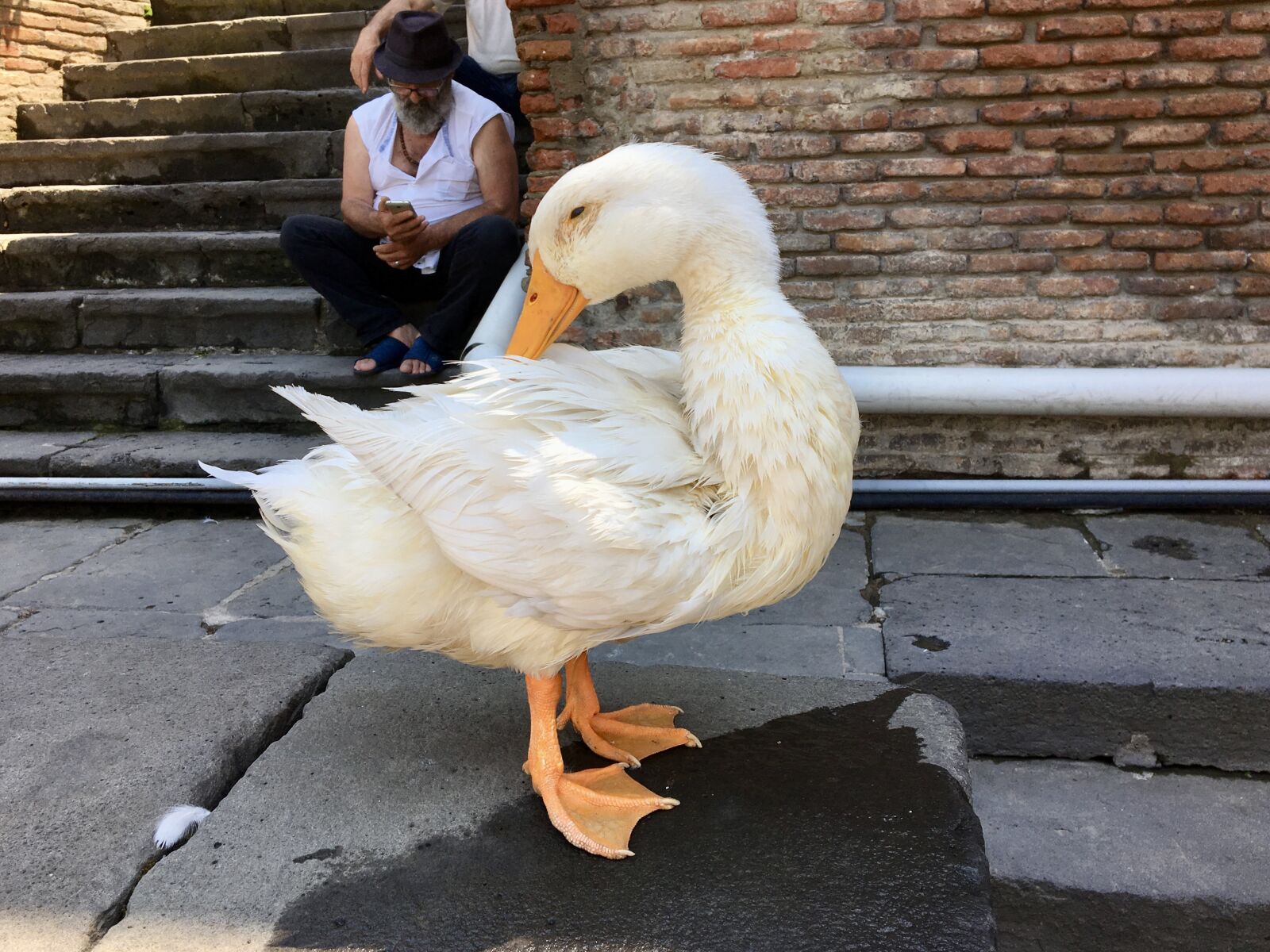 Apple iPhone 6s sample photo. Duck, animal, feather photography