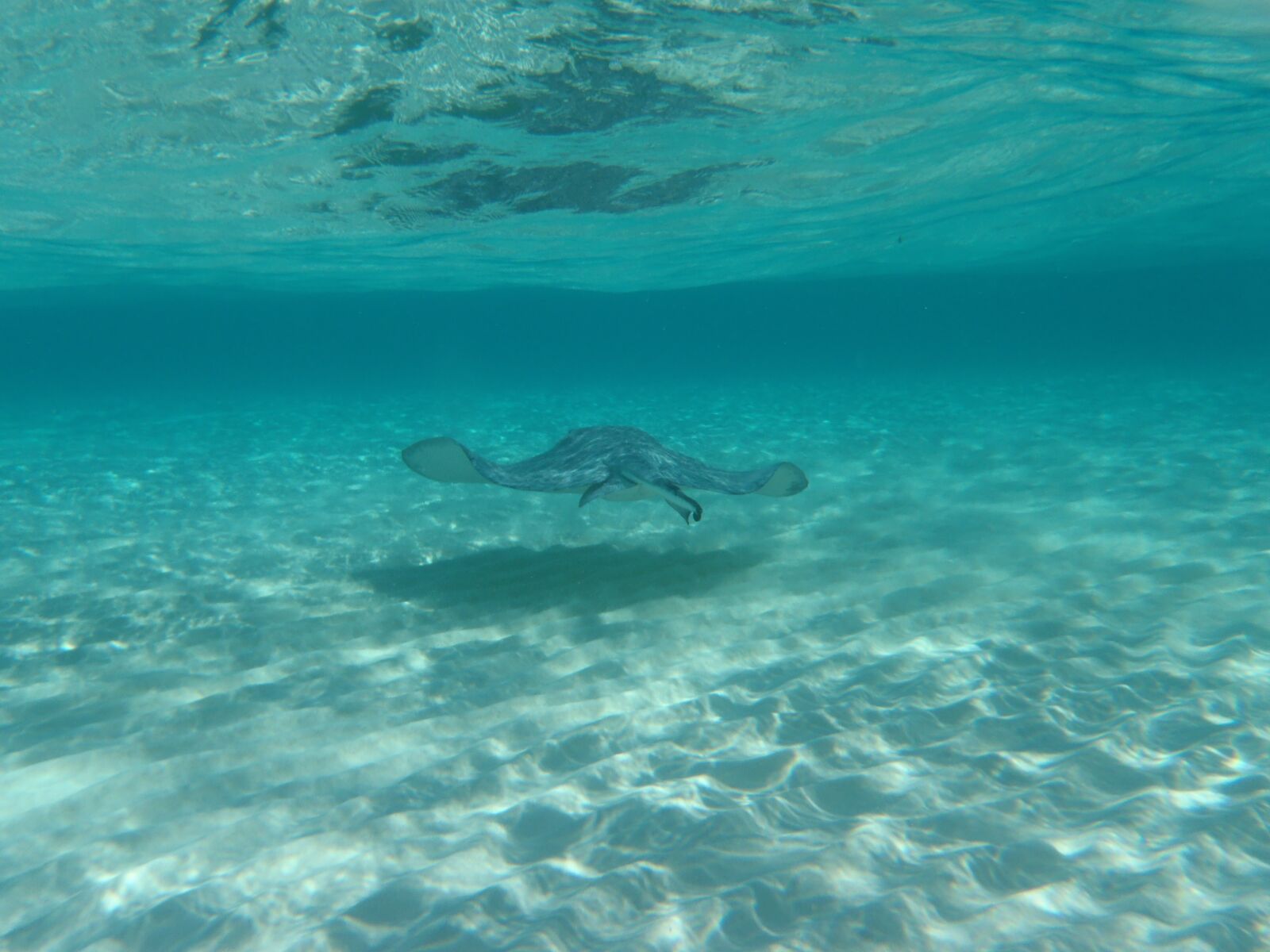 Olympus StylusTough-3000 sample photo. Sting ray, underwater, grand photography